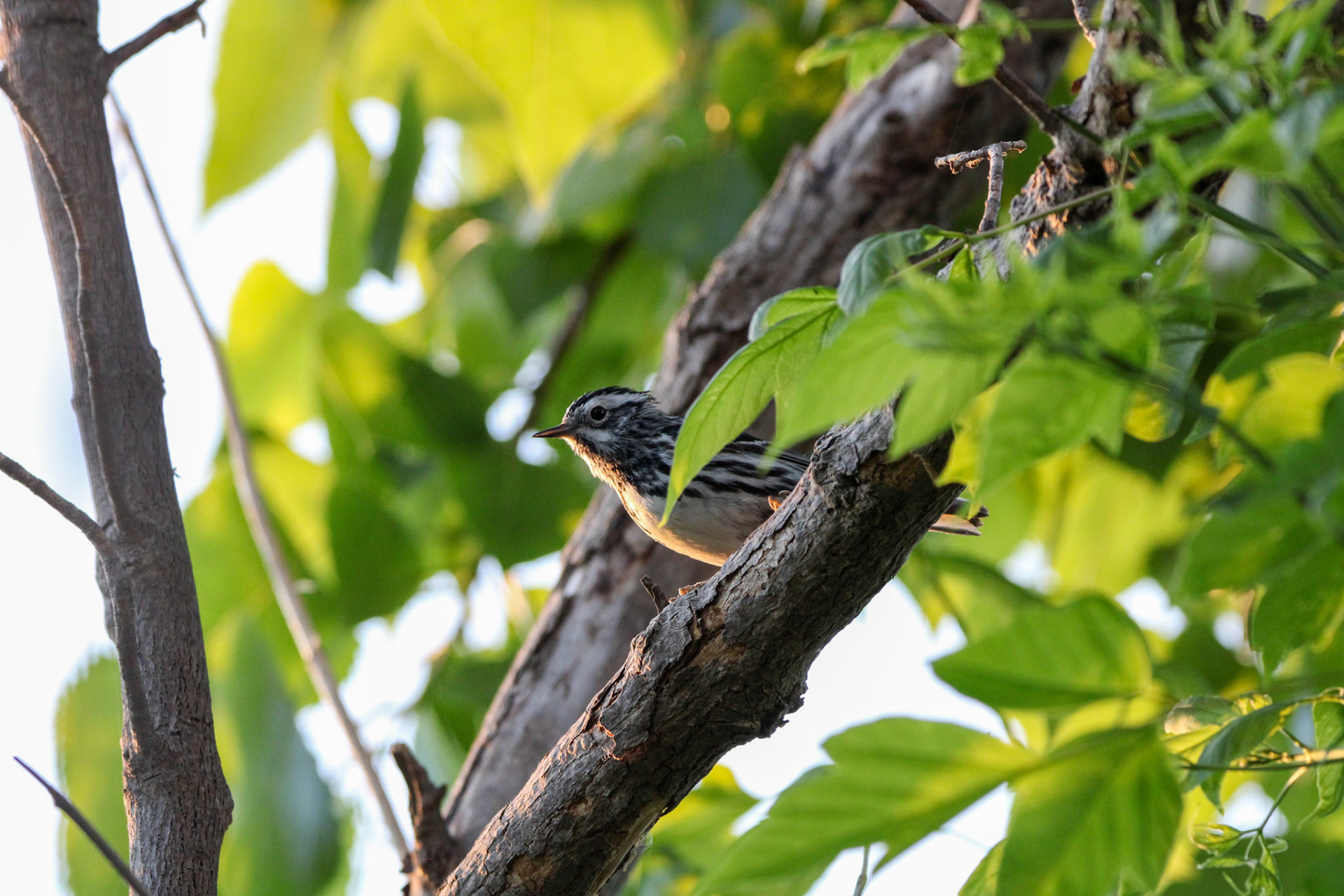 Black-and-White Warbler