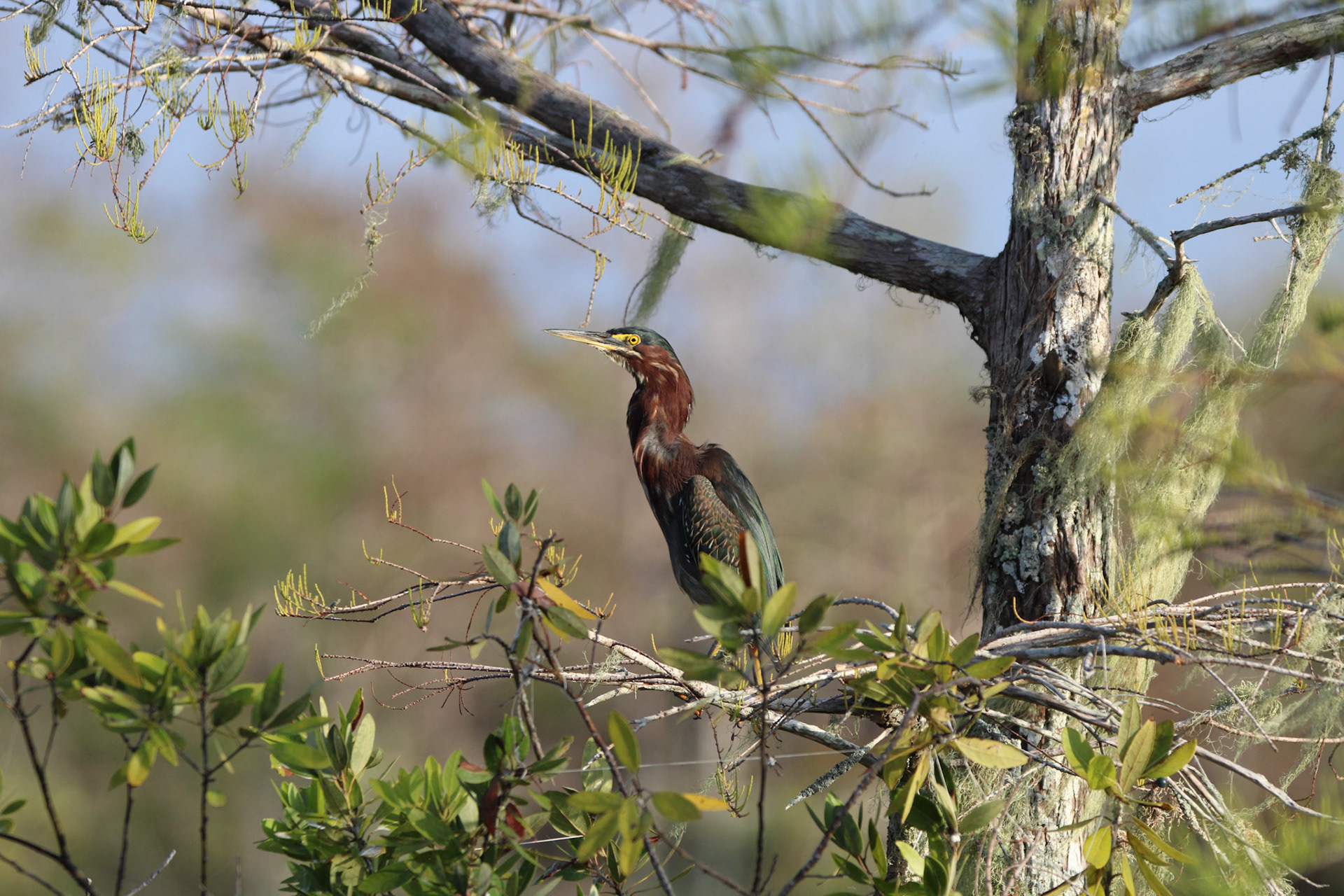 Little Green Heron
