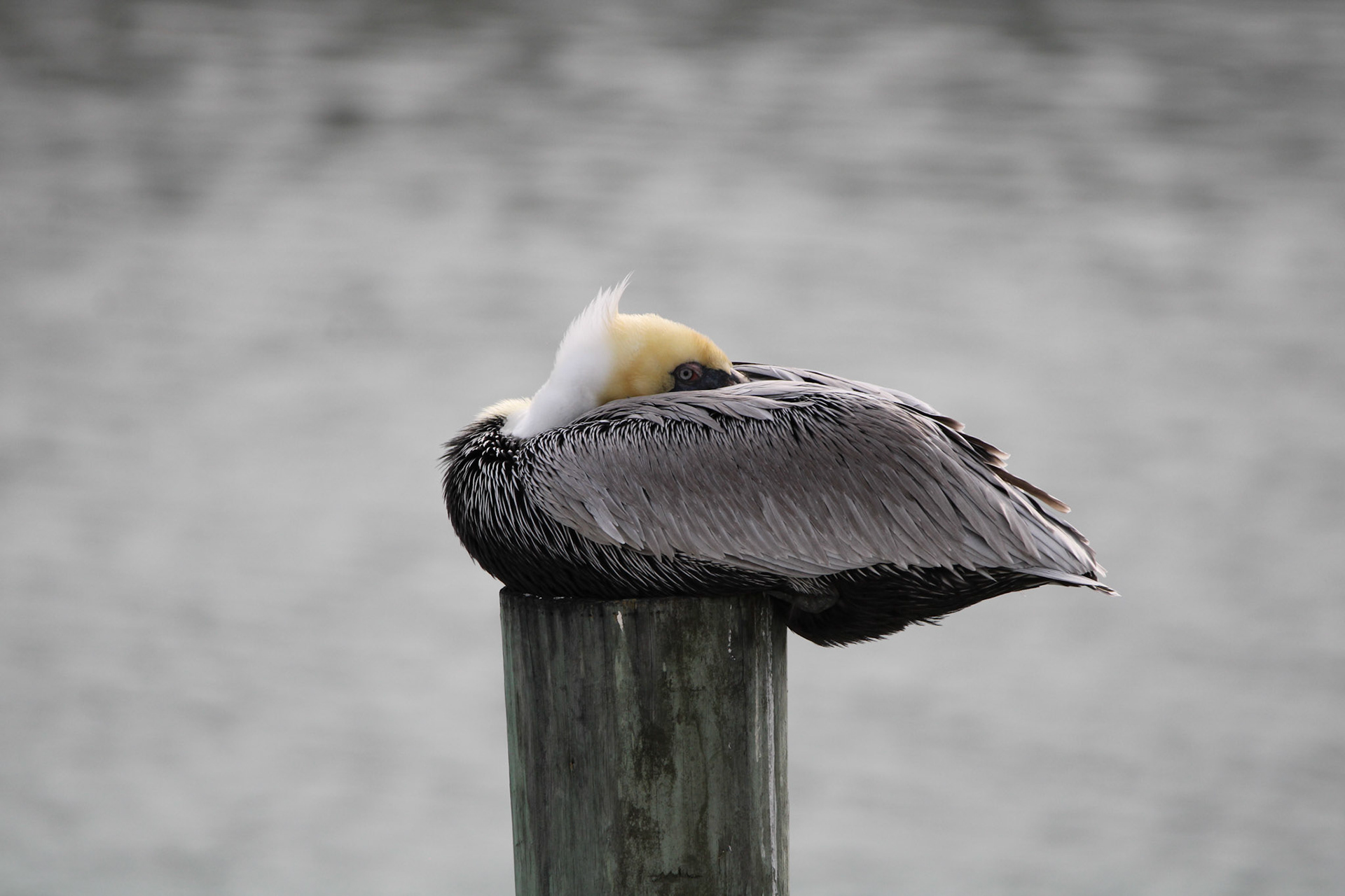 Brown Pelican
