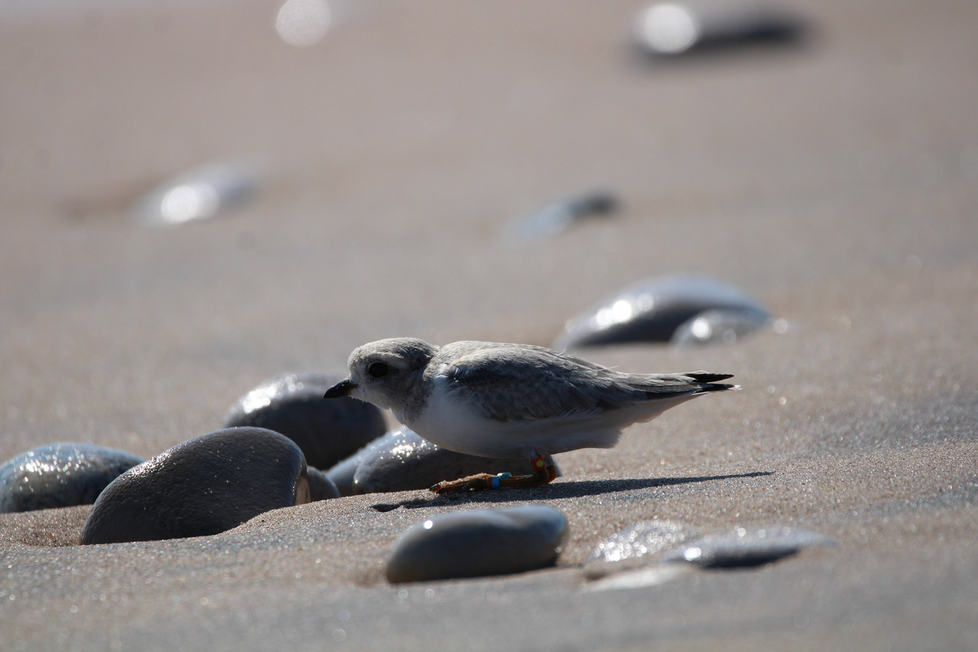 Piping Plover