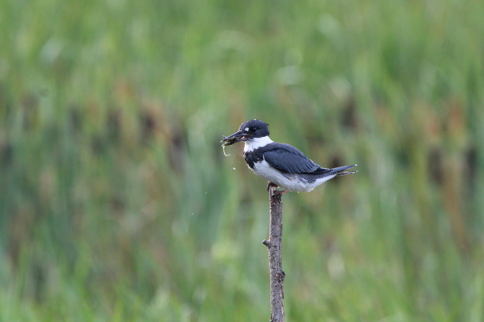 Belted Kingfisher