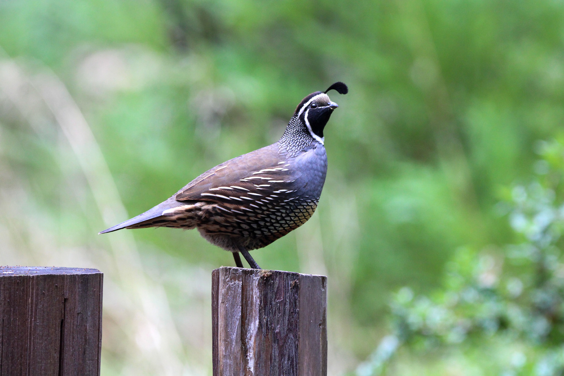 California Quail- Big Basin Redwoods State Park