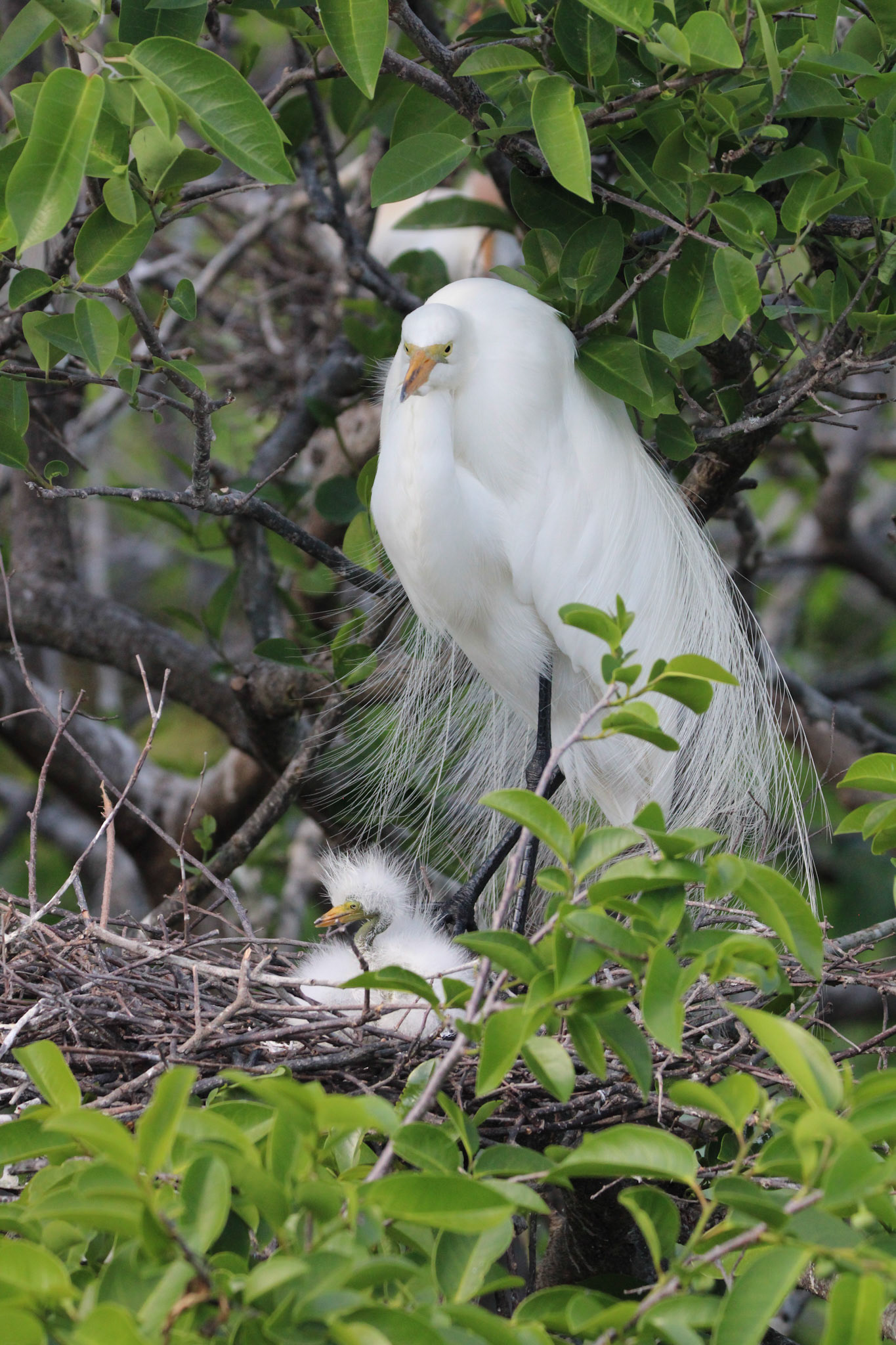 Great Egret - Wakodahatchee Wetlands