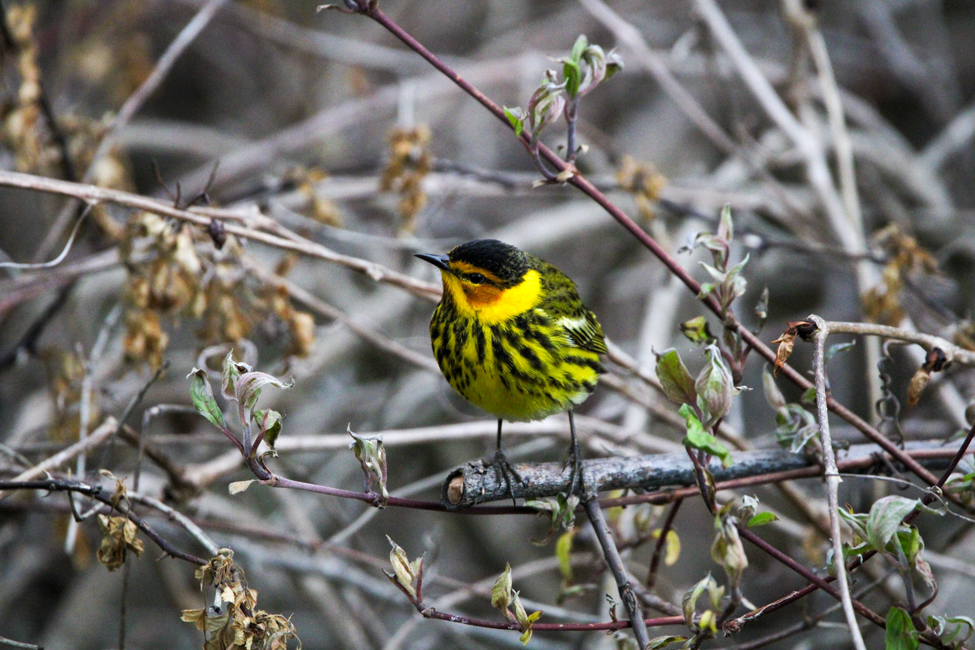 Cape May Warbler