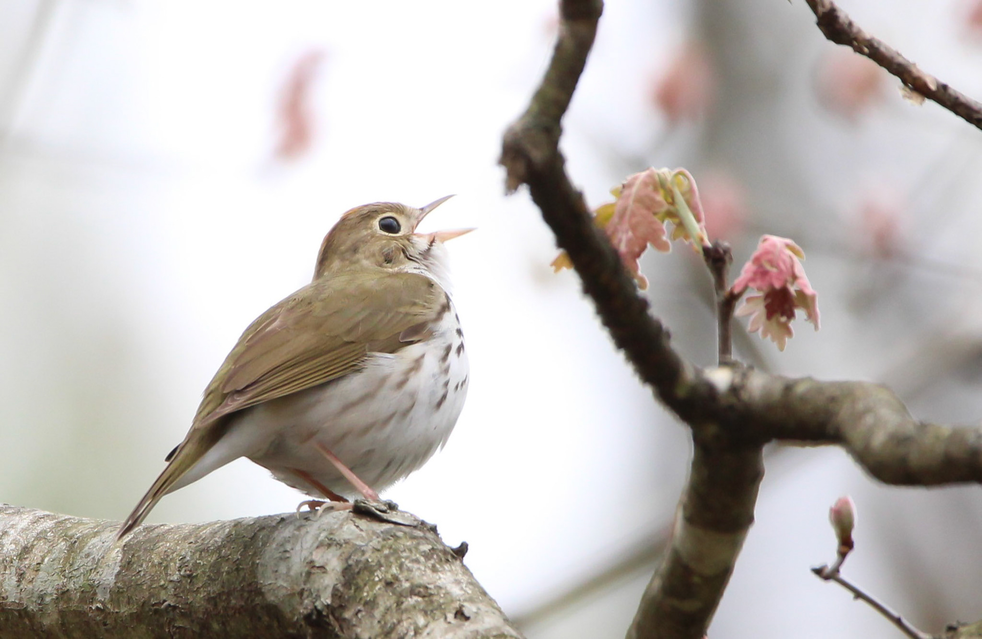 Ovenbird