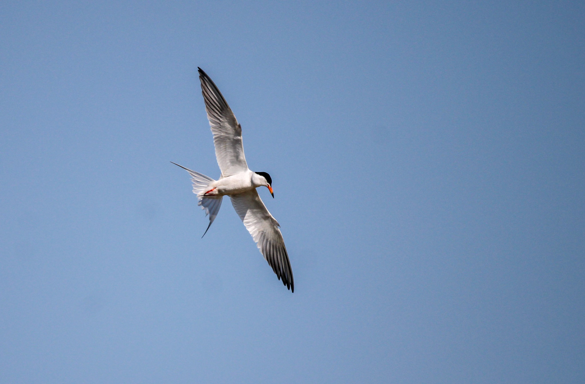 Common Tern