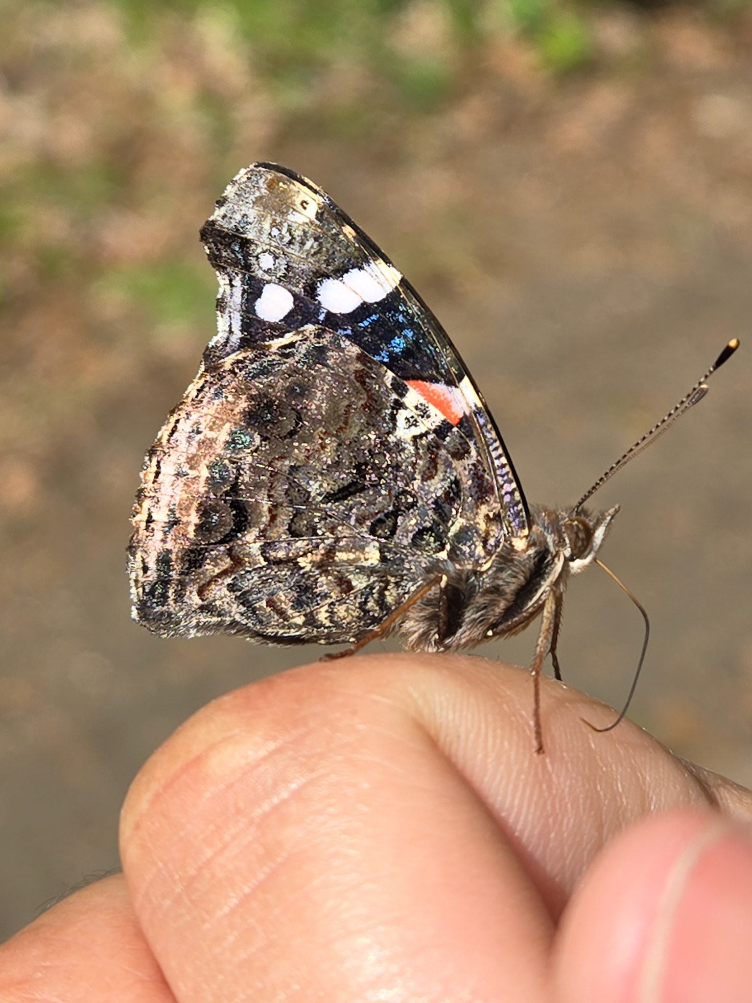 Red Admiral Butterfly