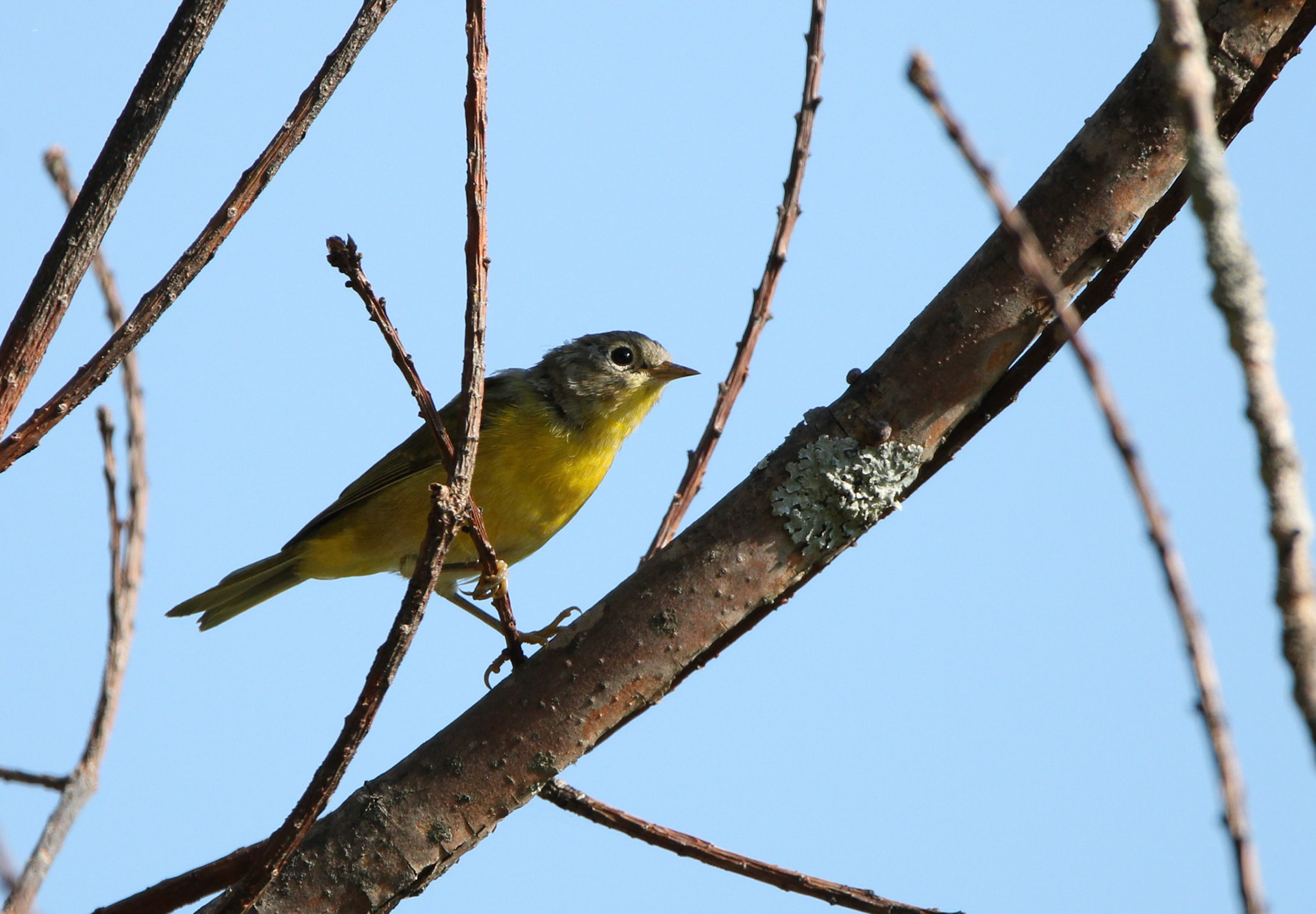 Nashville Warbler