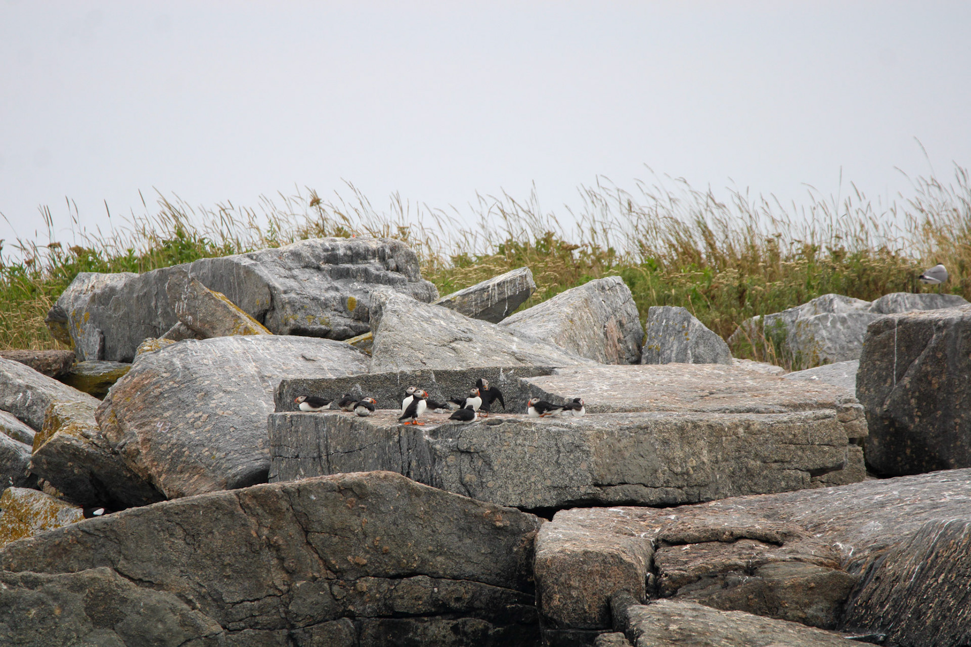 Atlantic Puffin by Ryan