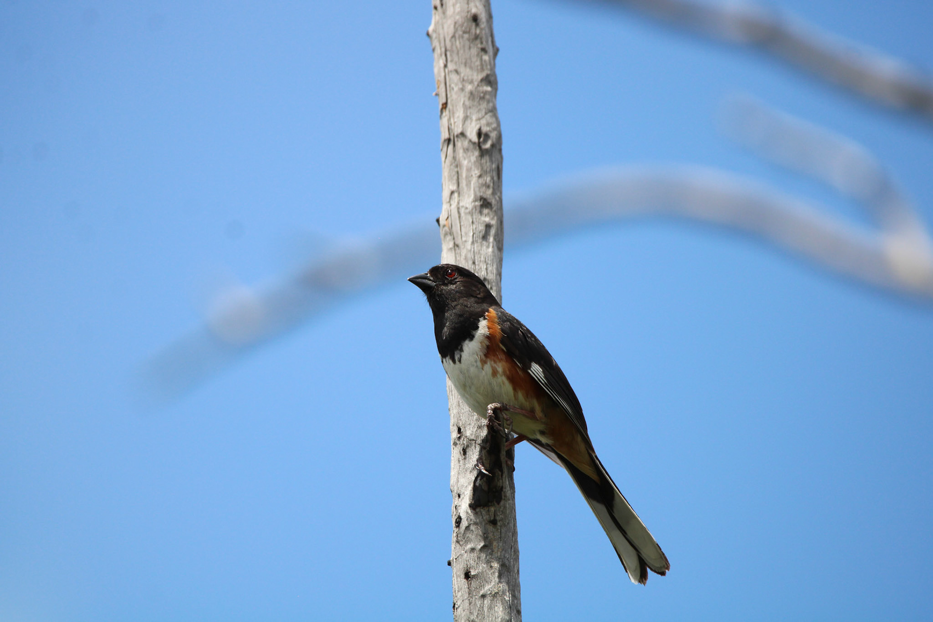 Eastern Towhee