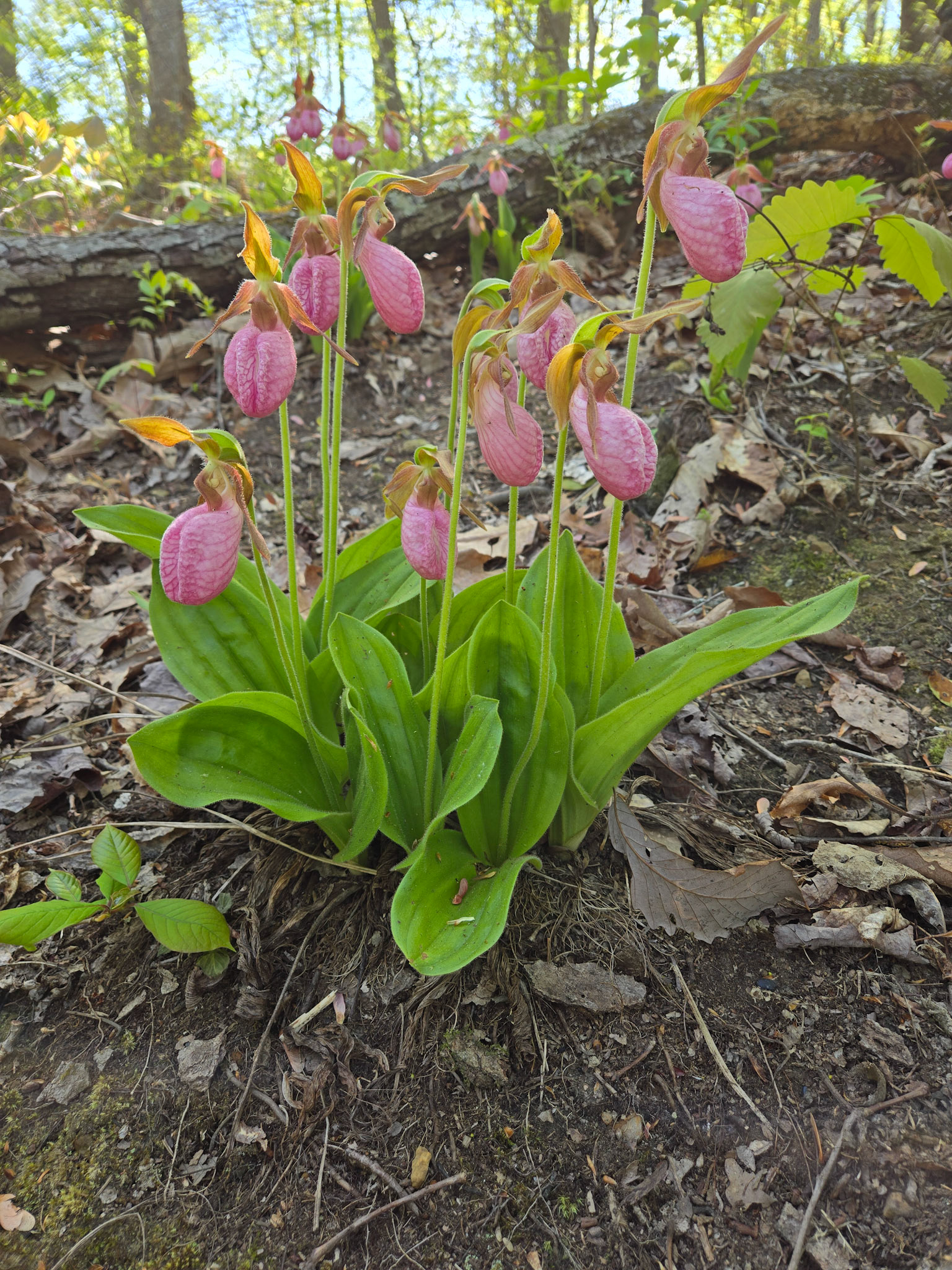 Pink Lady's Slipper