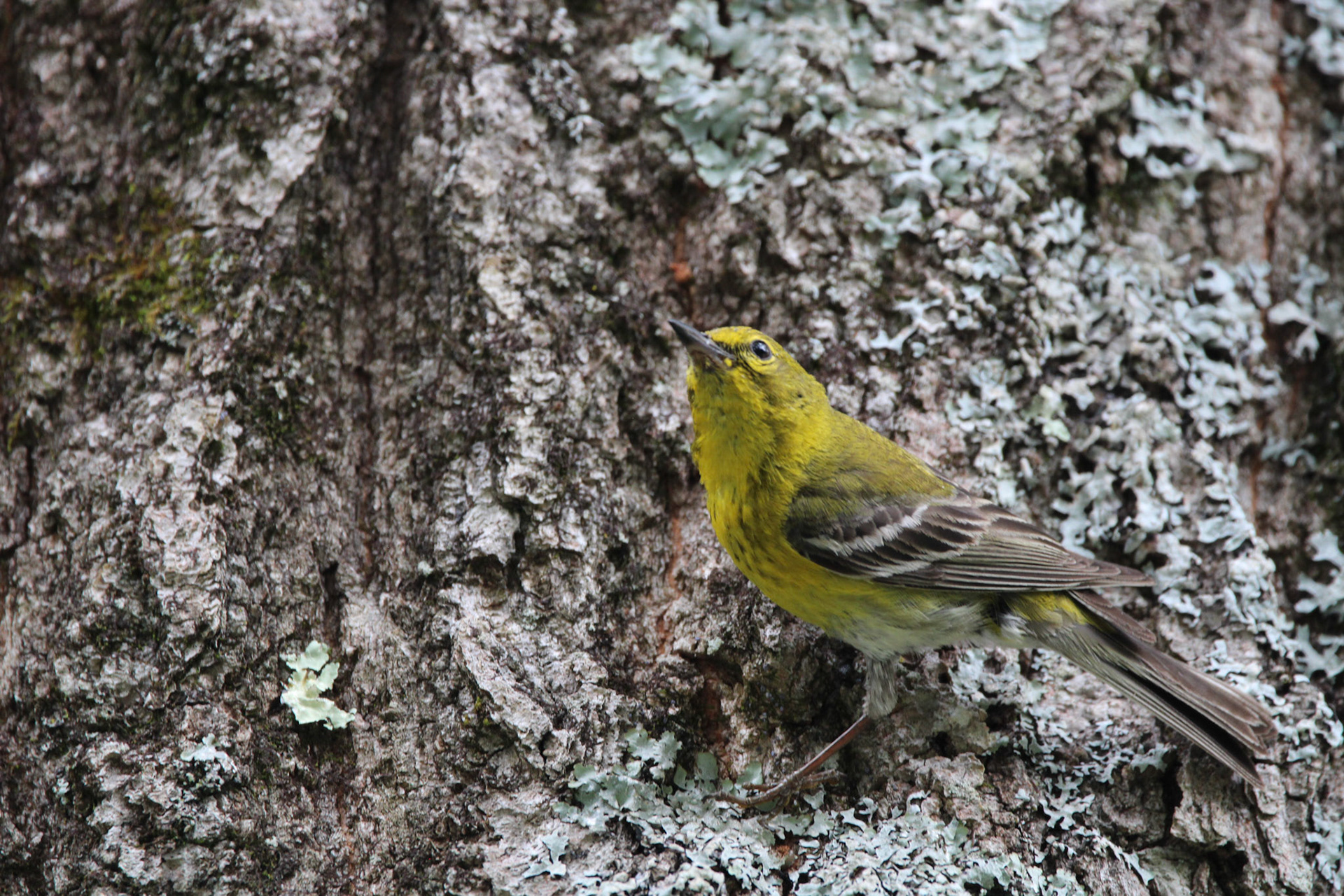 Pine Warbler