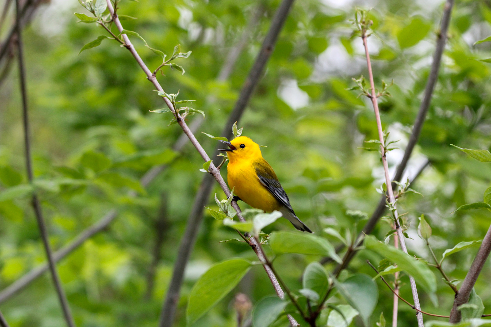 Prothonotary Warbler