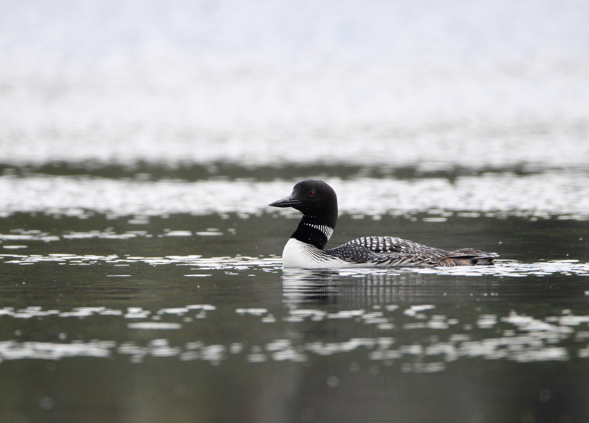 Common Loon