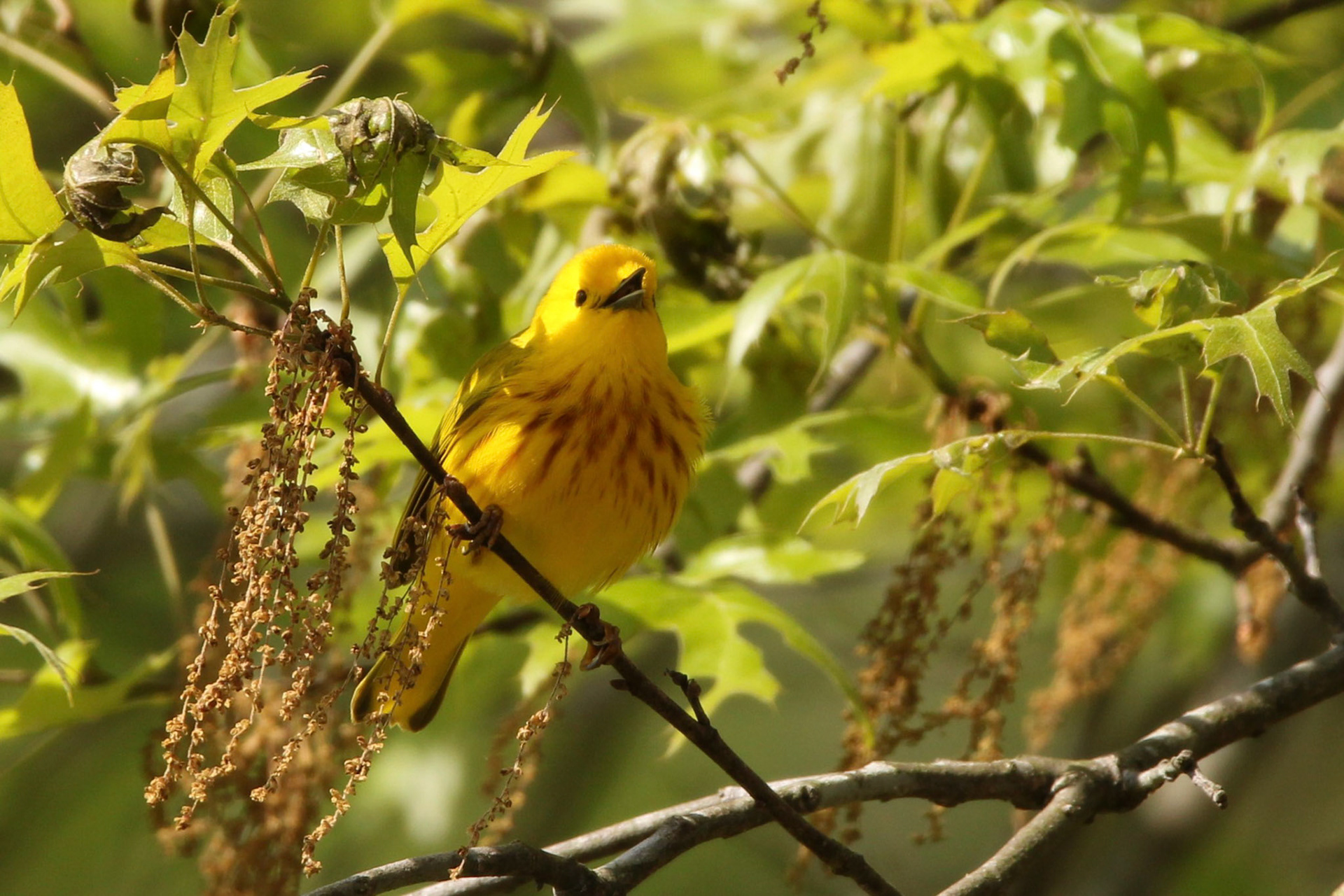 Yellow Warbler