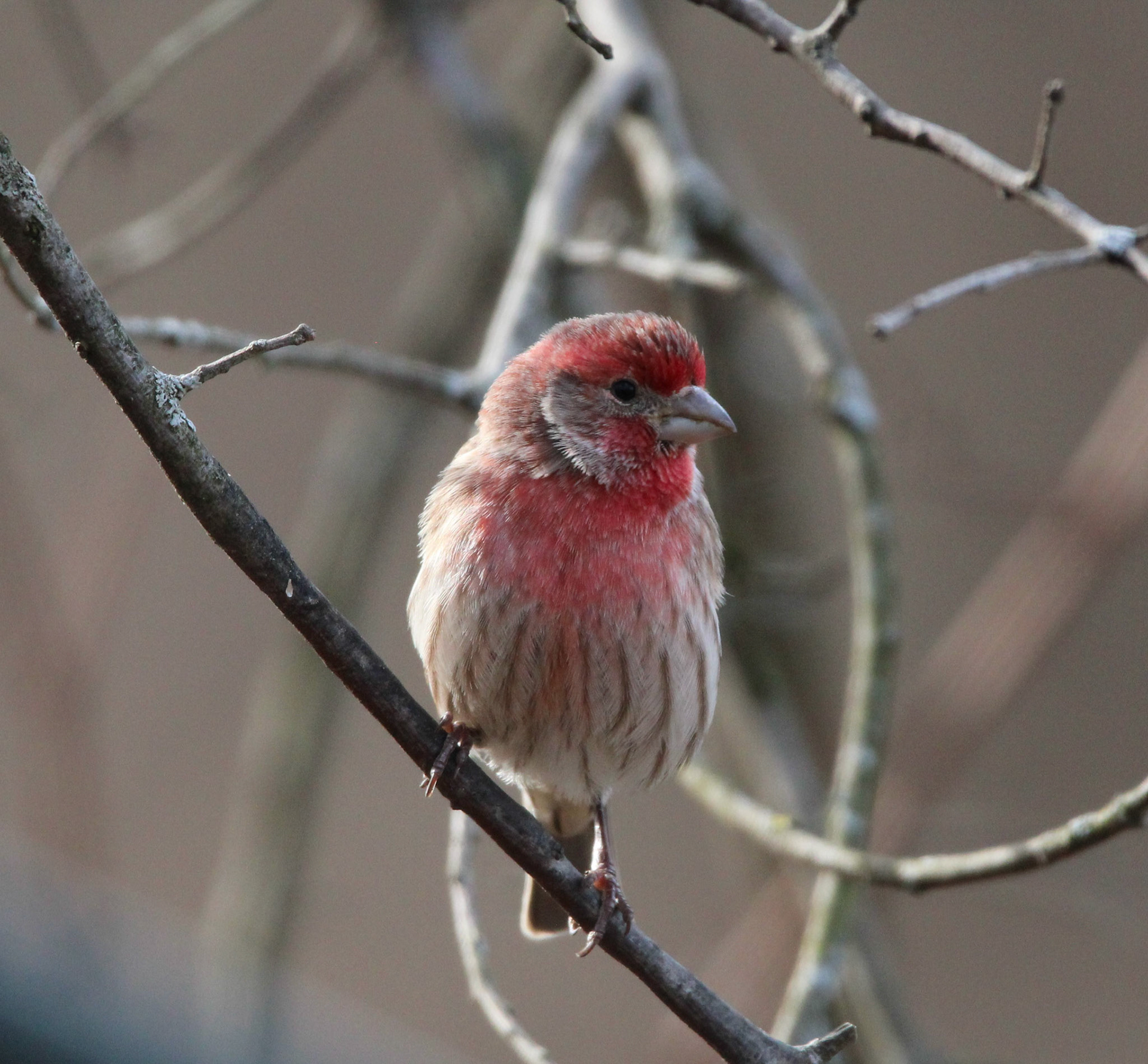 House Finch