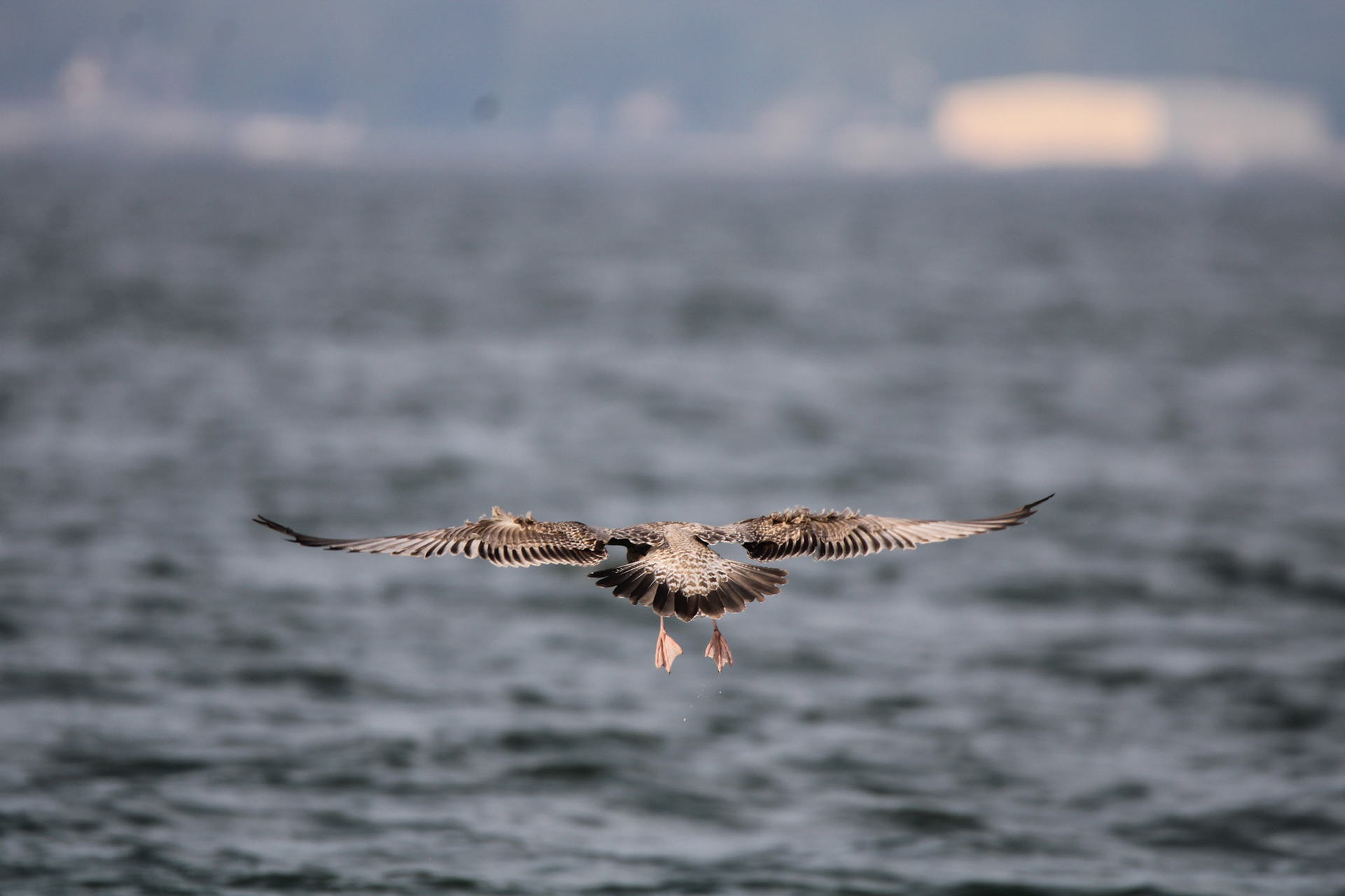 Herring Gull