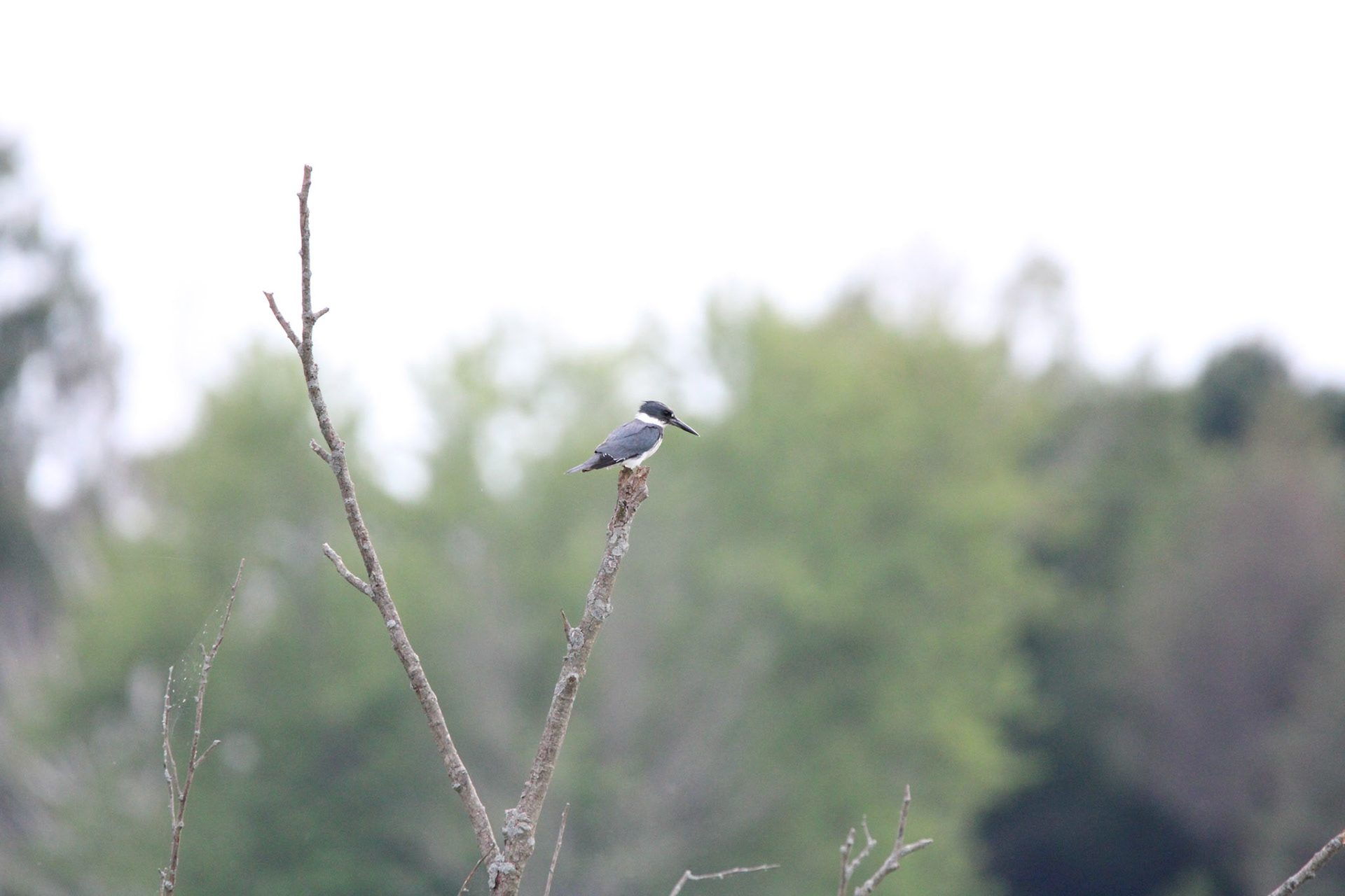 Belted Kingfisher