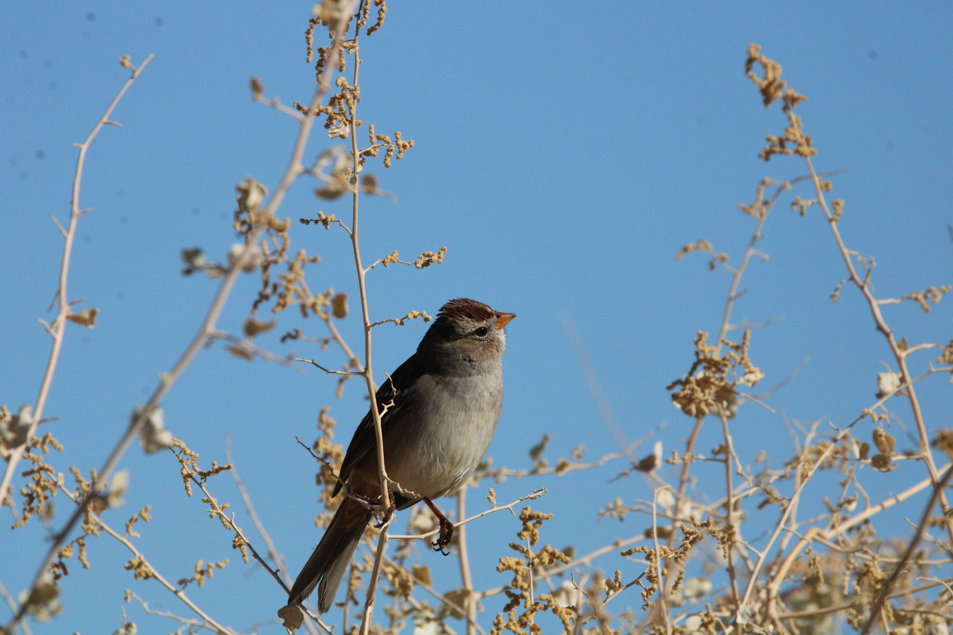 White-crowned Sparrow