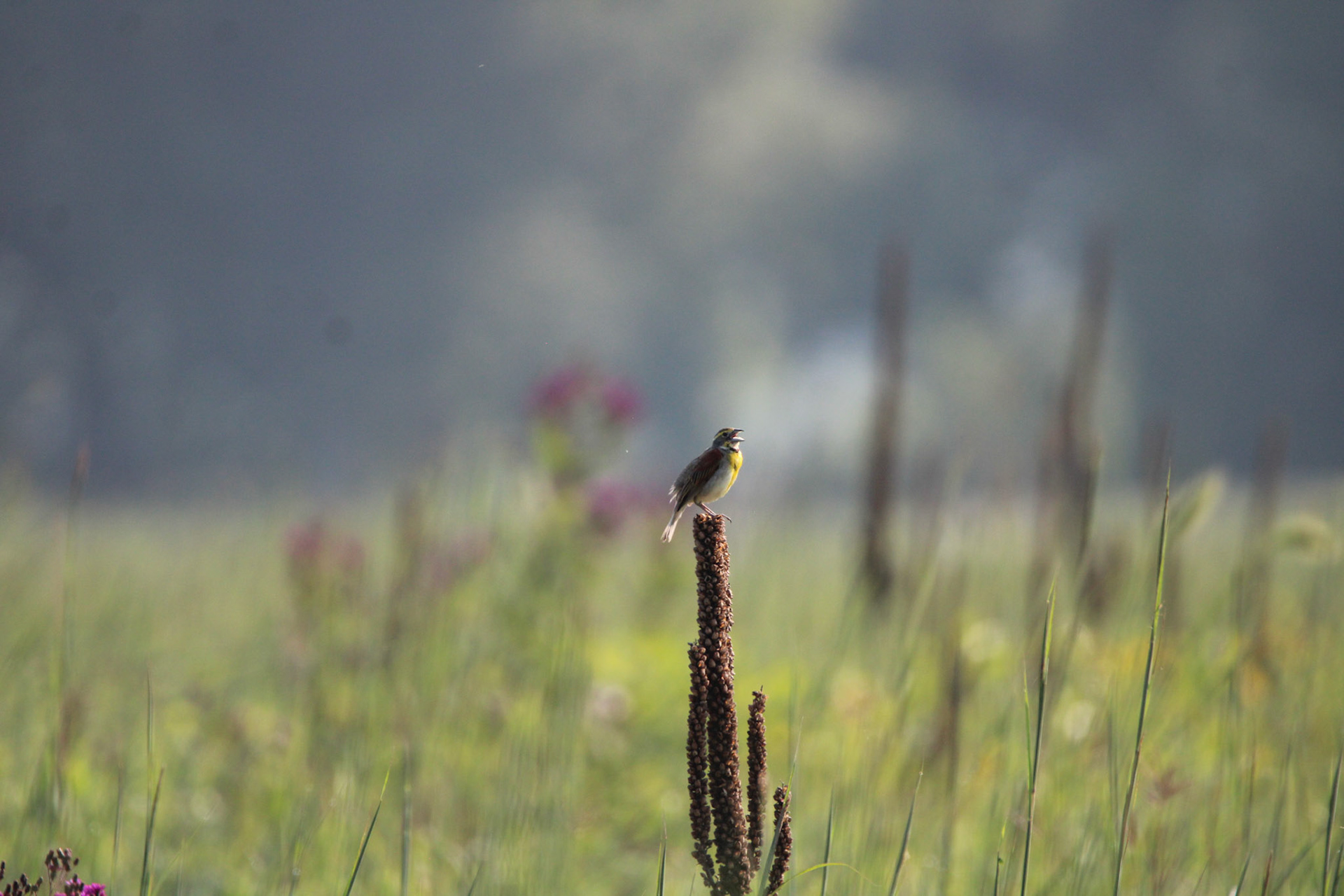 Dickcissel