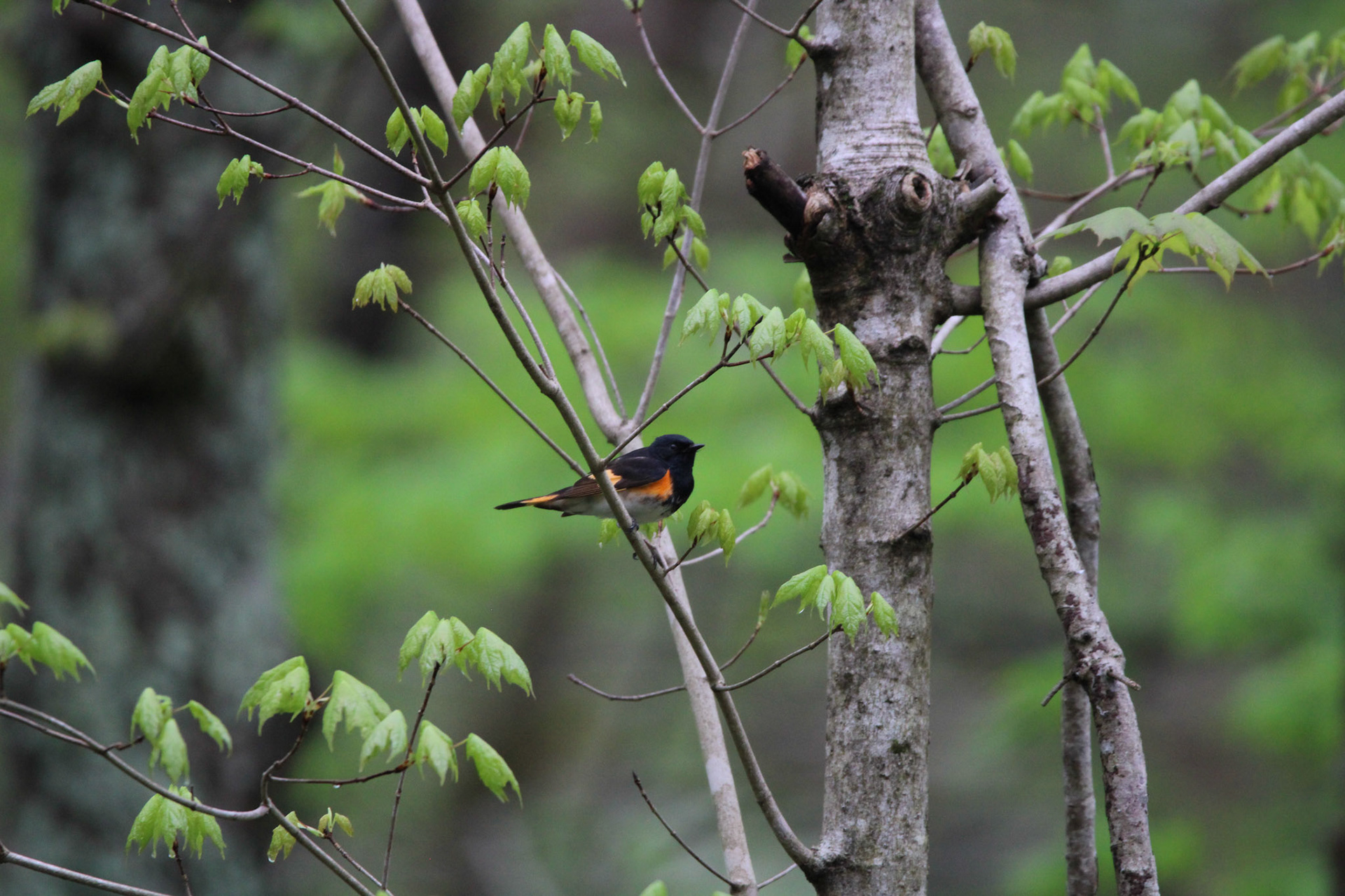 American Redstart