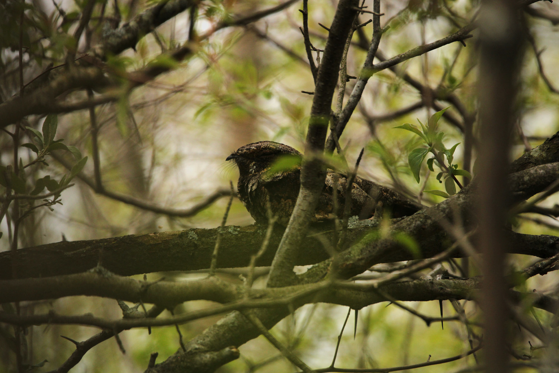 Eastern Whip-poor-will