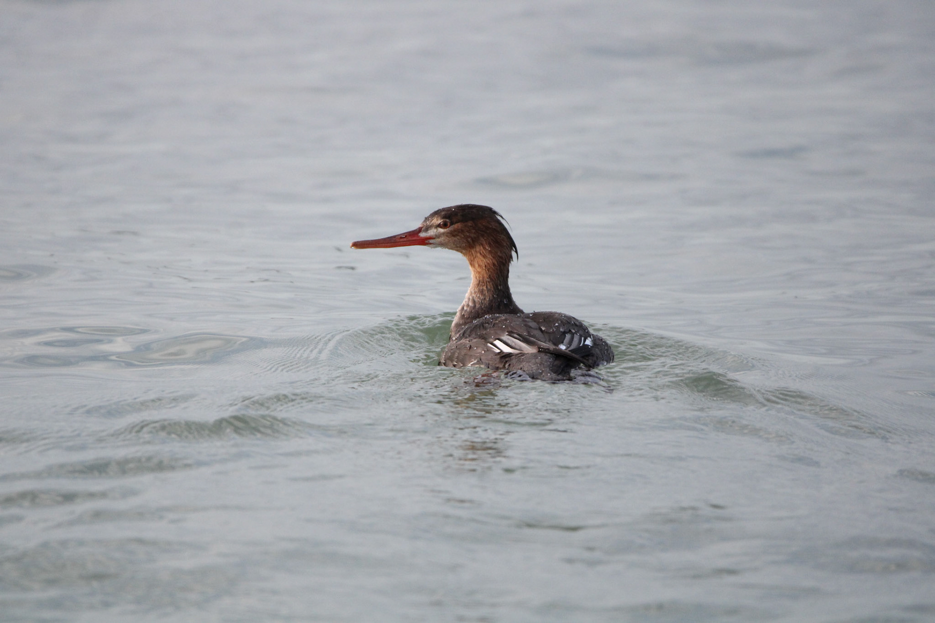 Red-breasted Merganser