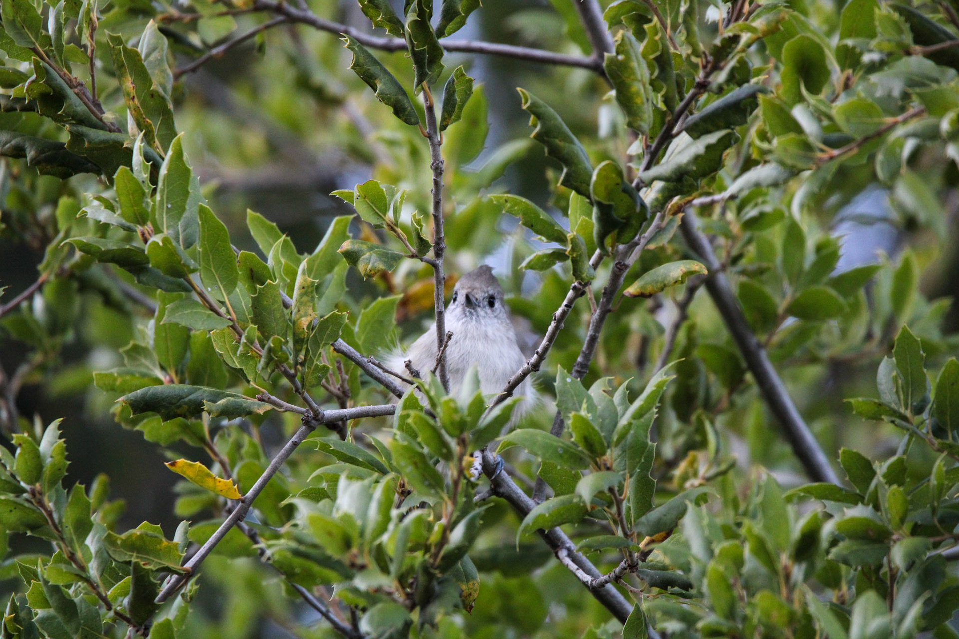 Oak Titmouse - Mariposa, CA
