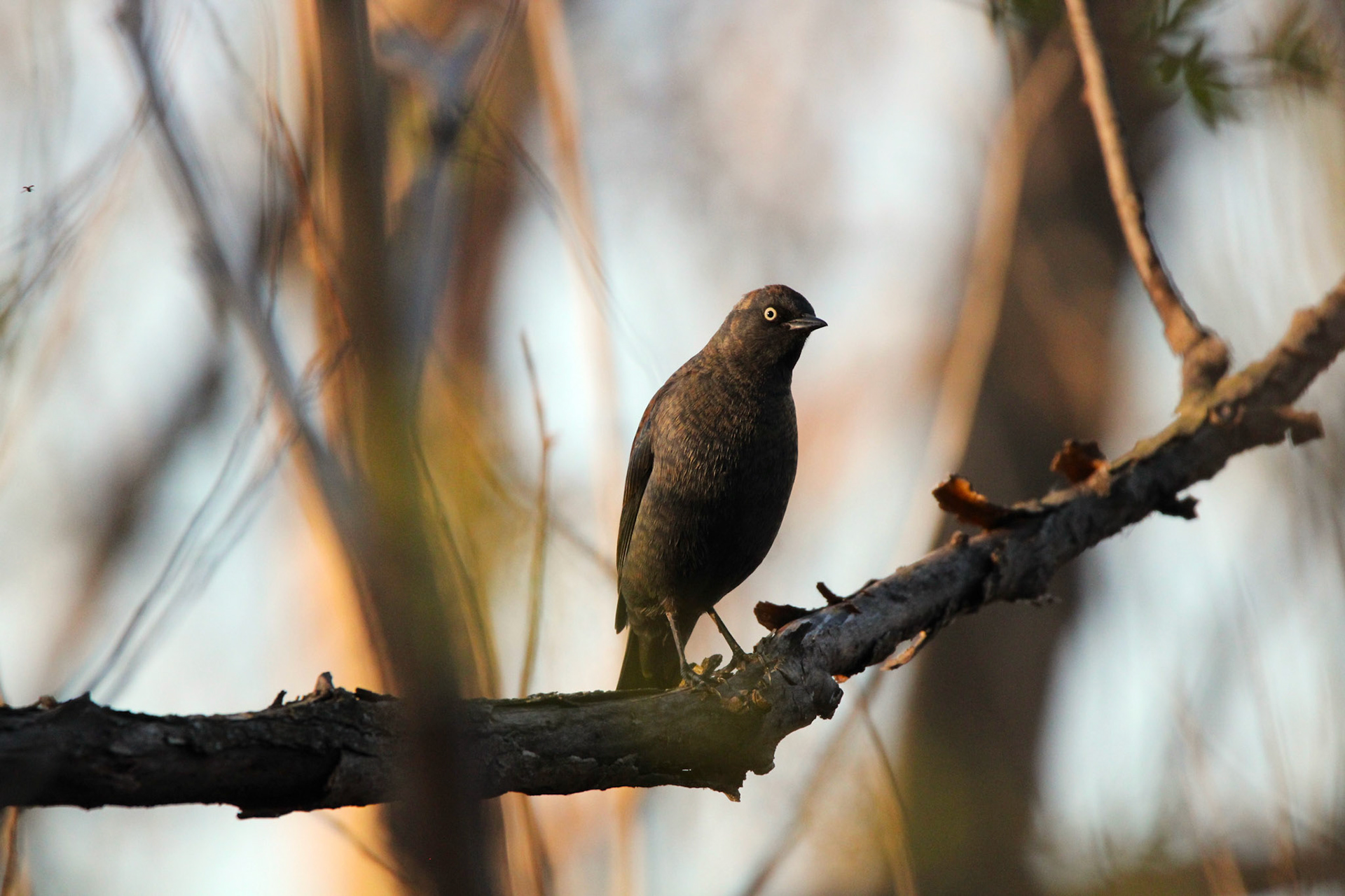 Rusty Blackbird