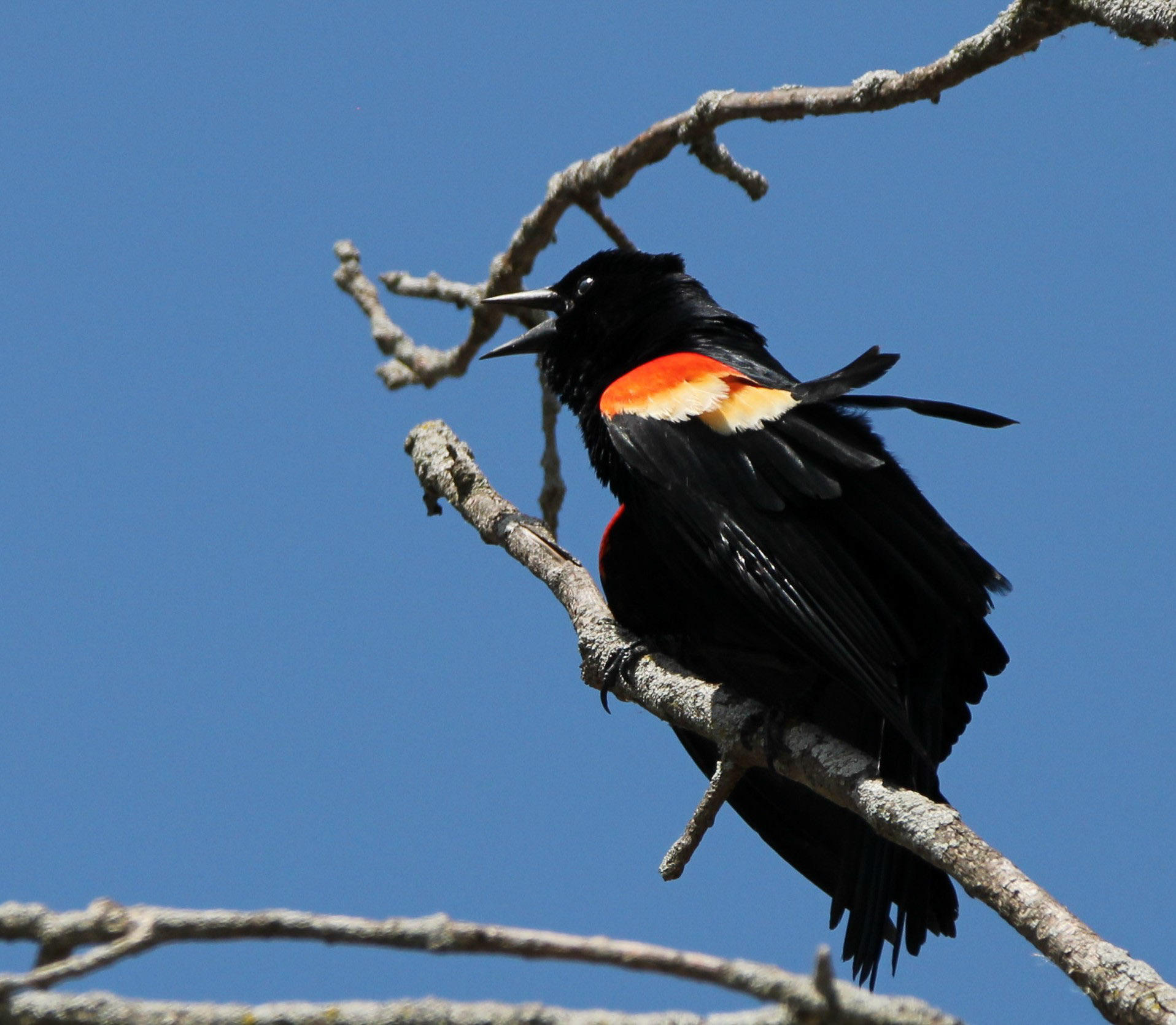 Red-winged Blackbird