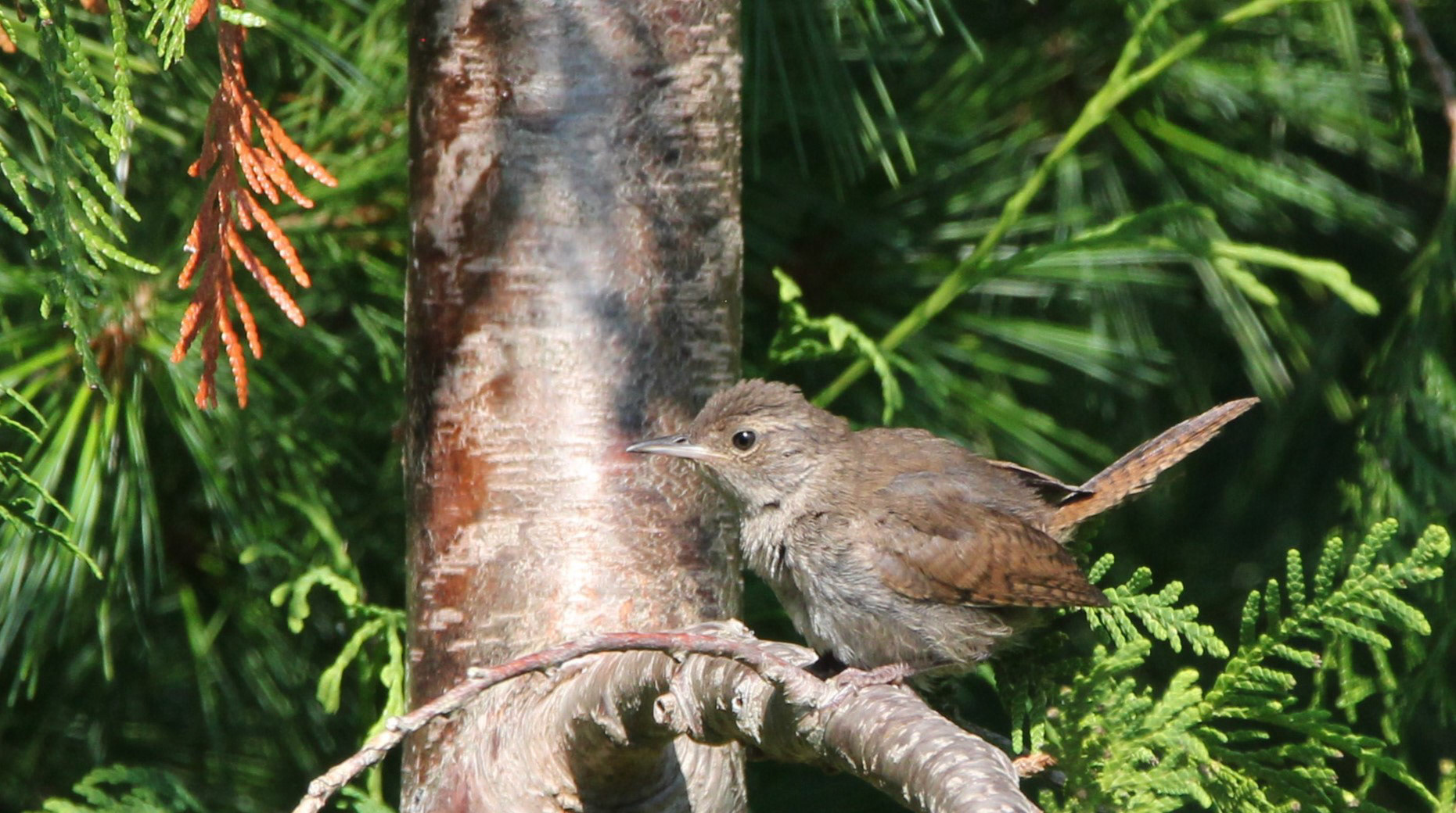 House Wren
