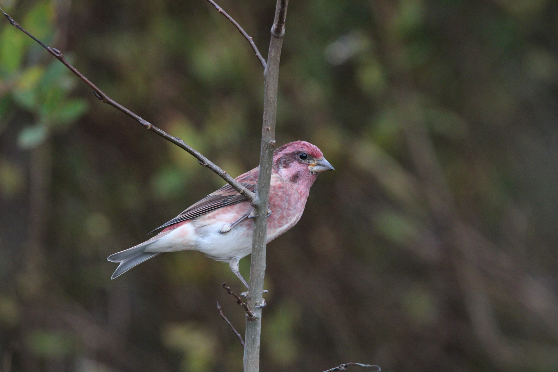 Purple Finch
