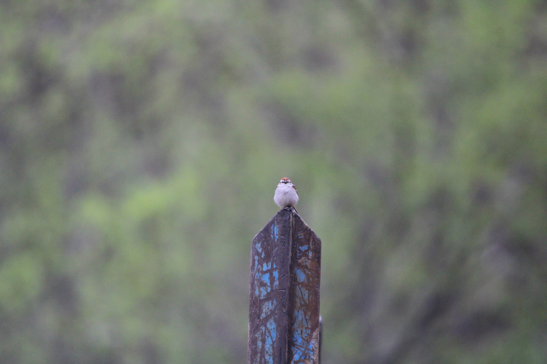 Chipping Sparrow