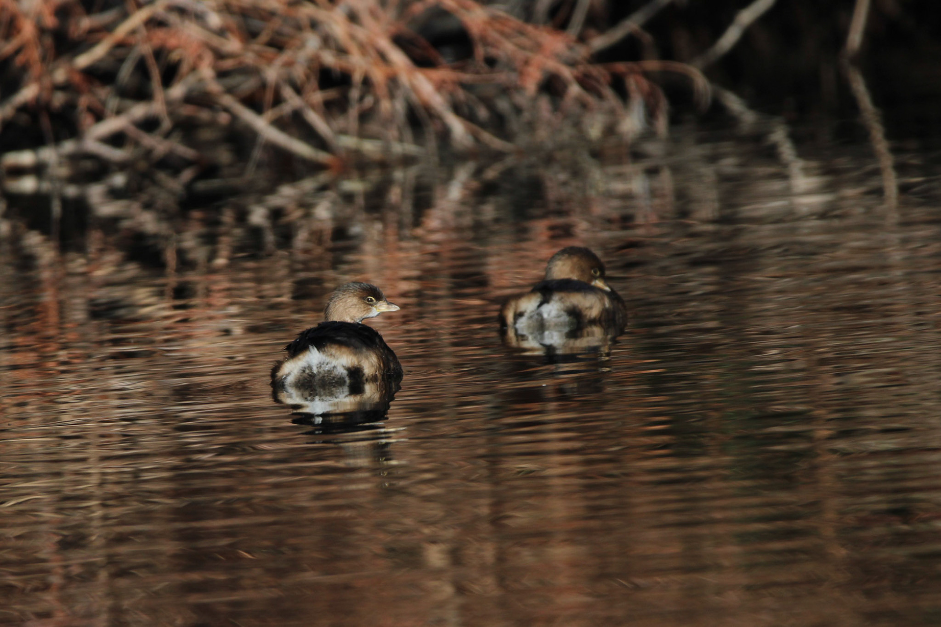 Pied-billed Grebe