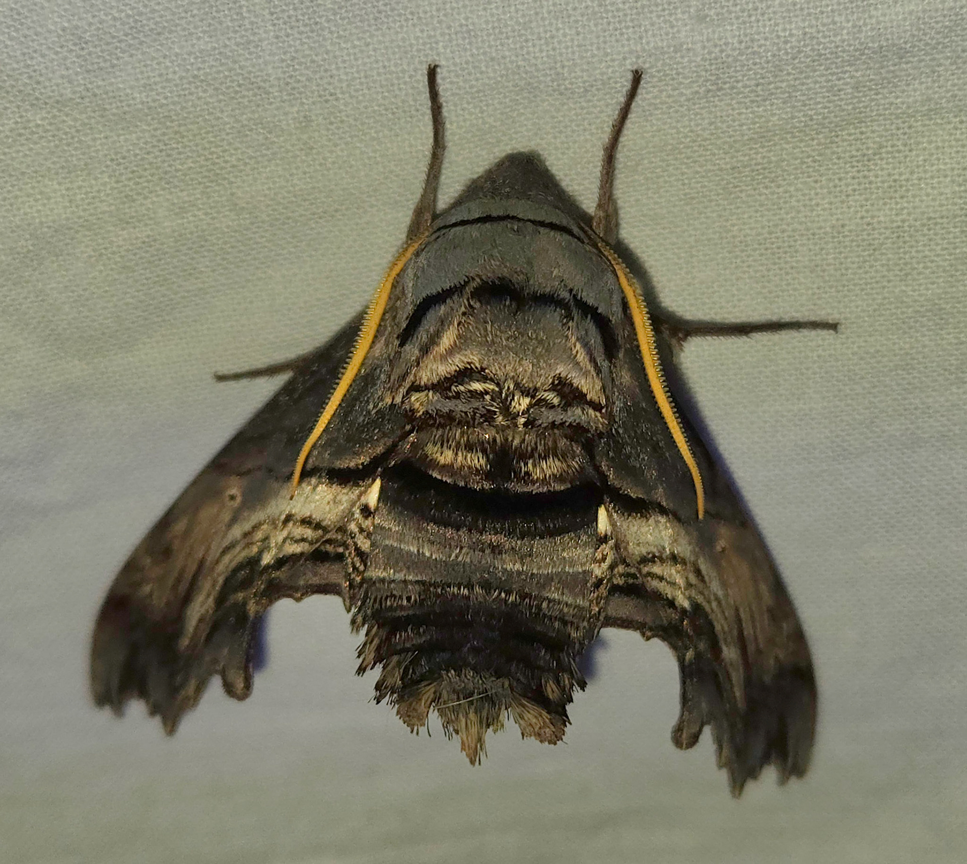 Abbott's Sphinx Moth