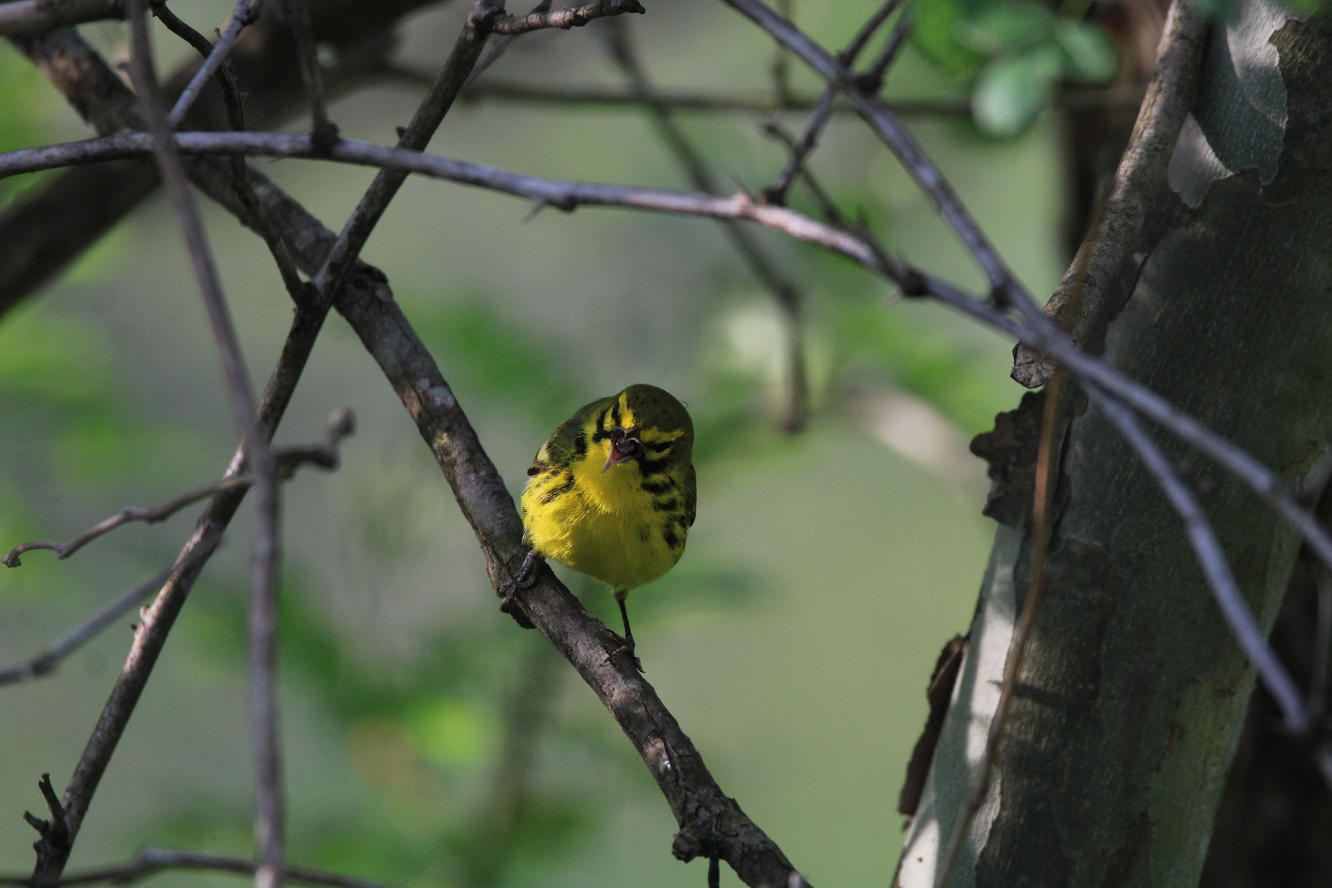 Prairie Warbler