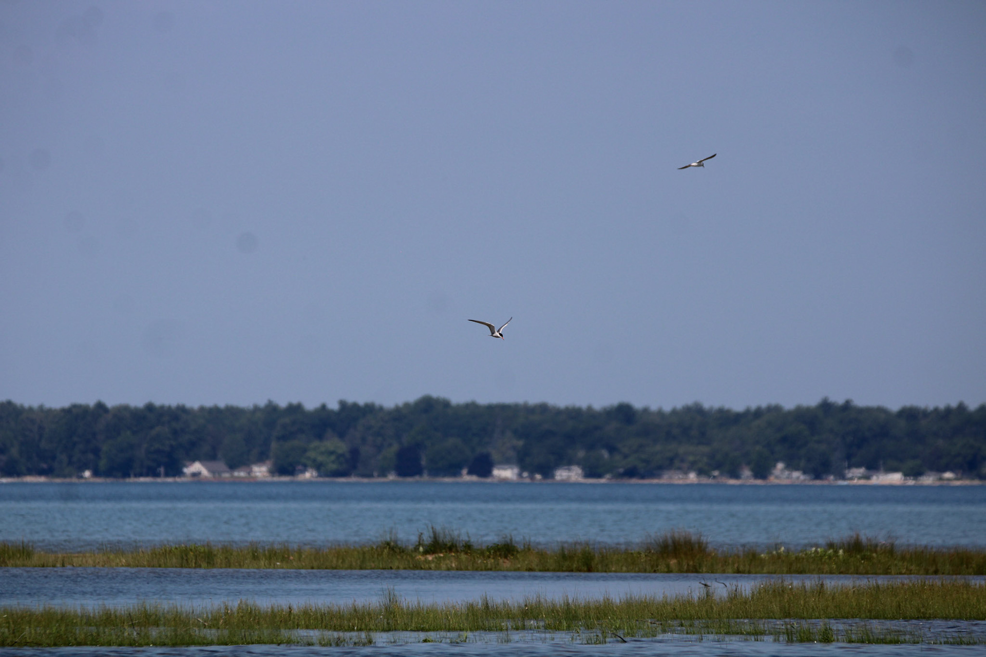Common Tern