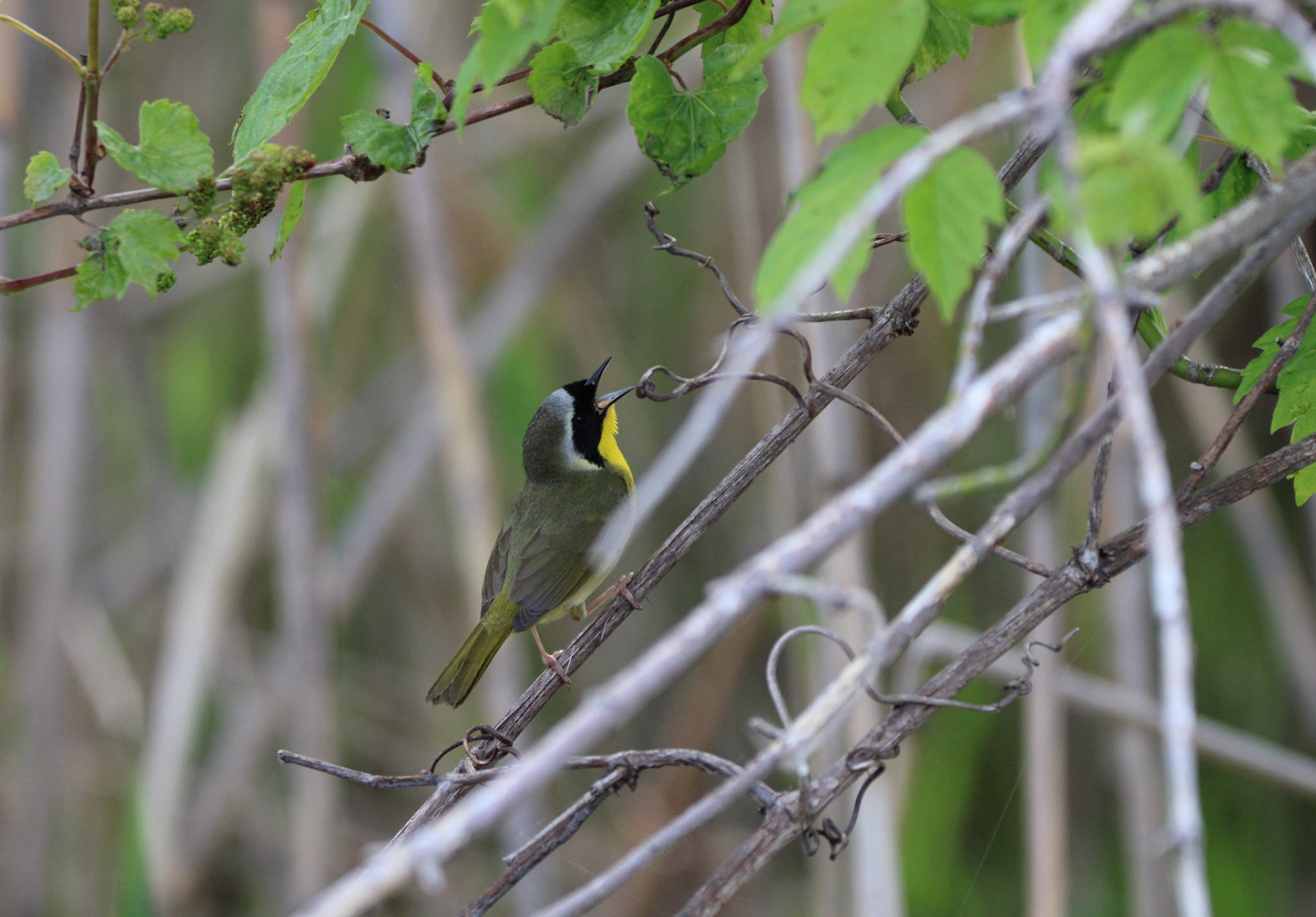 Common Yellow-throat