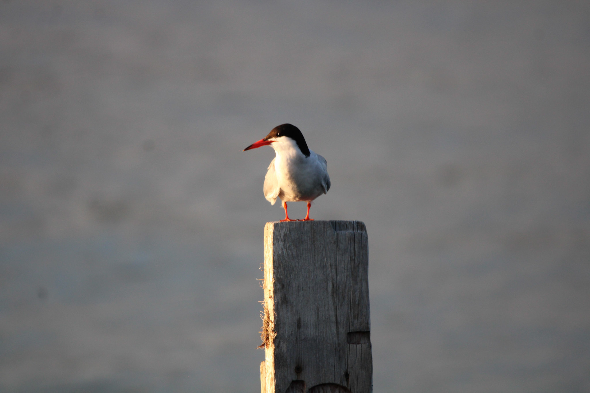 Common Tern by Ryan