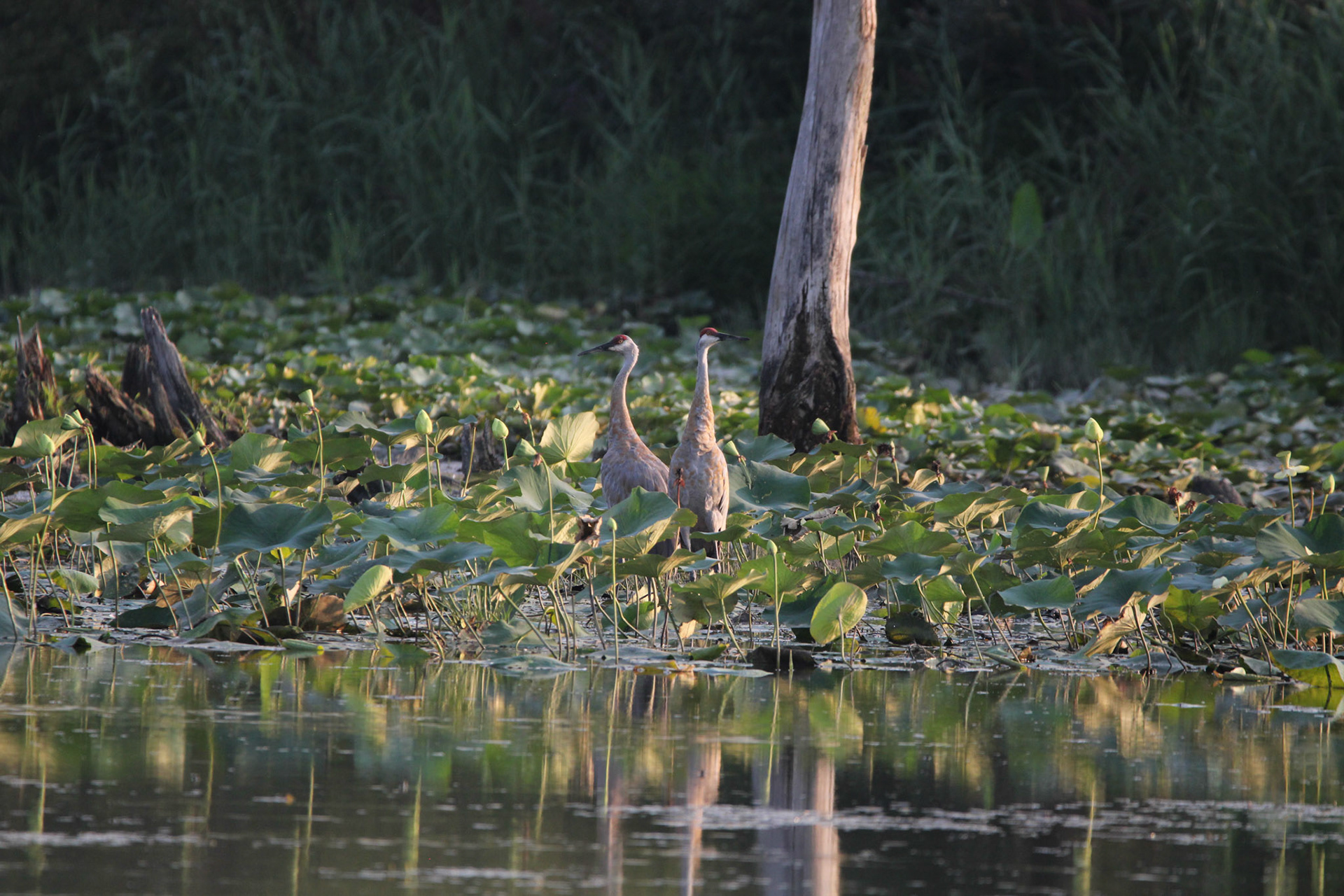 Sandhill Crane