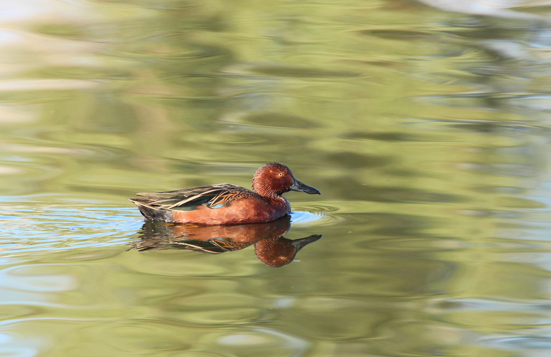 Cinnamon Teal
