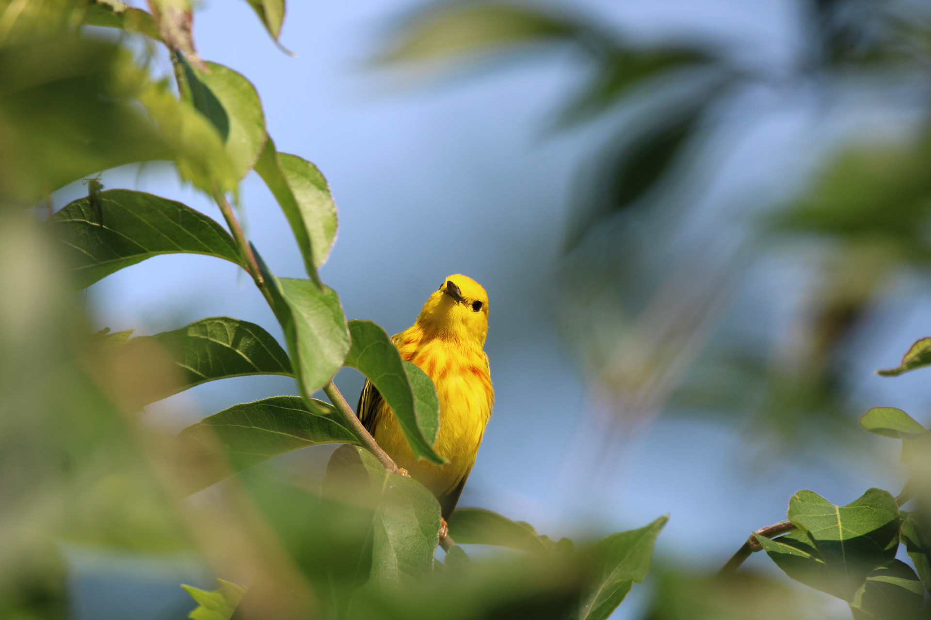 Northern Yellow Warbler - Sterling State Park