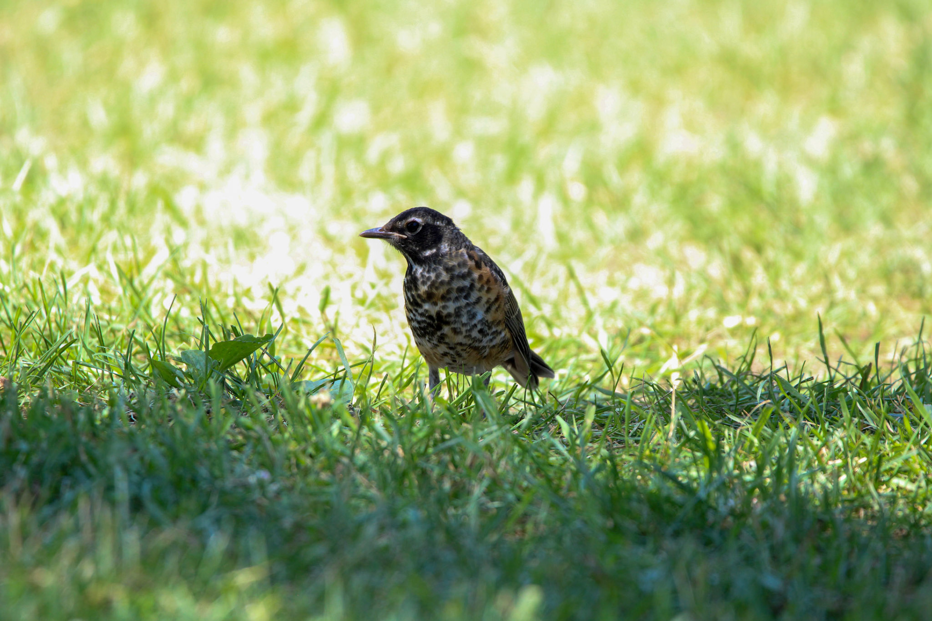 American Robin