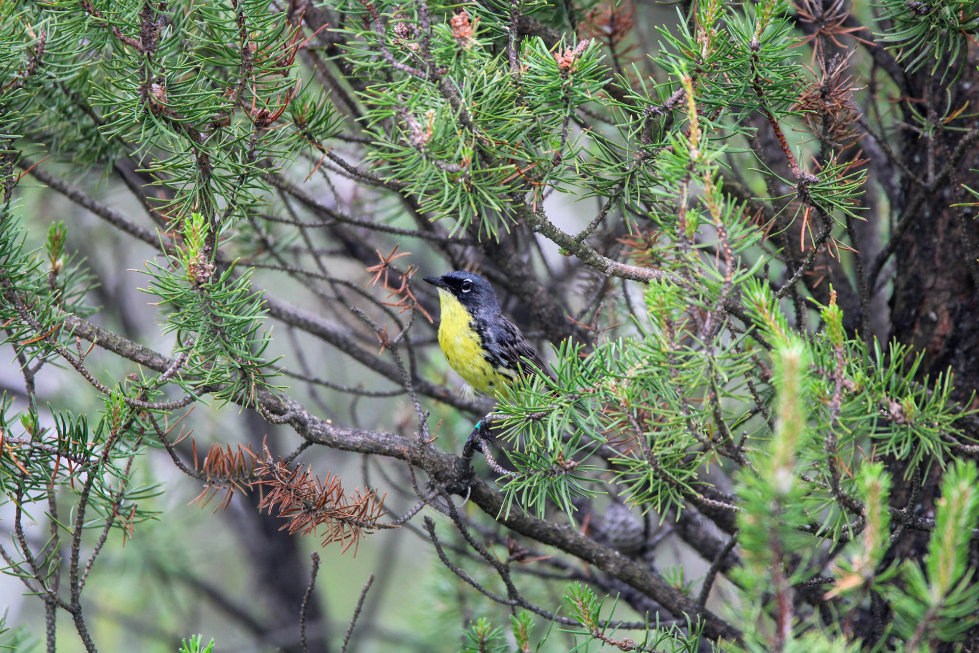 Kirtland's Warbler - Huron National Forest