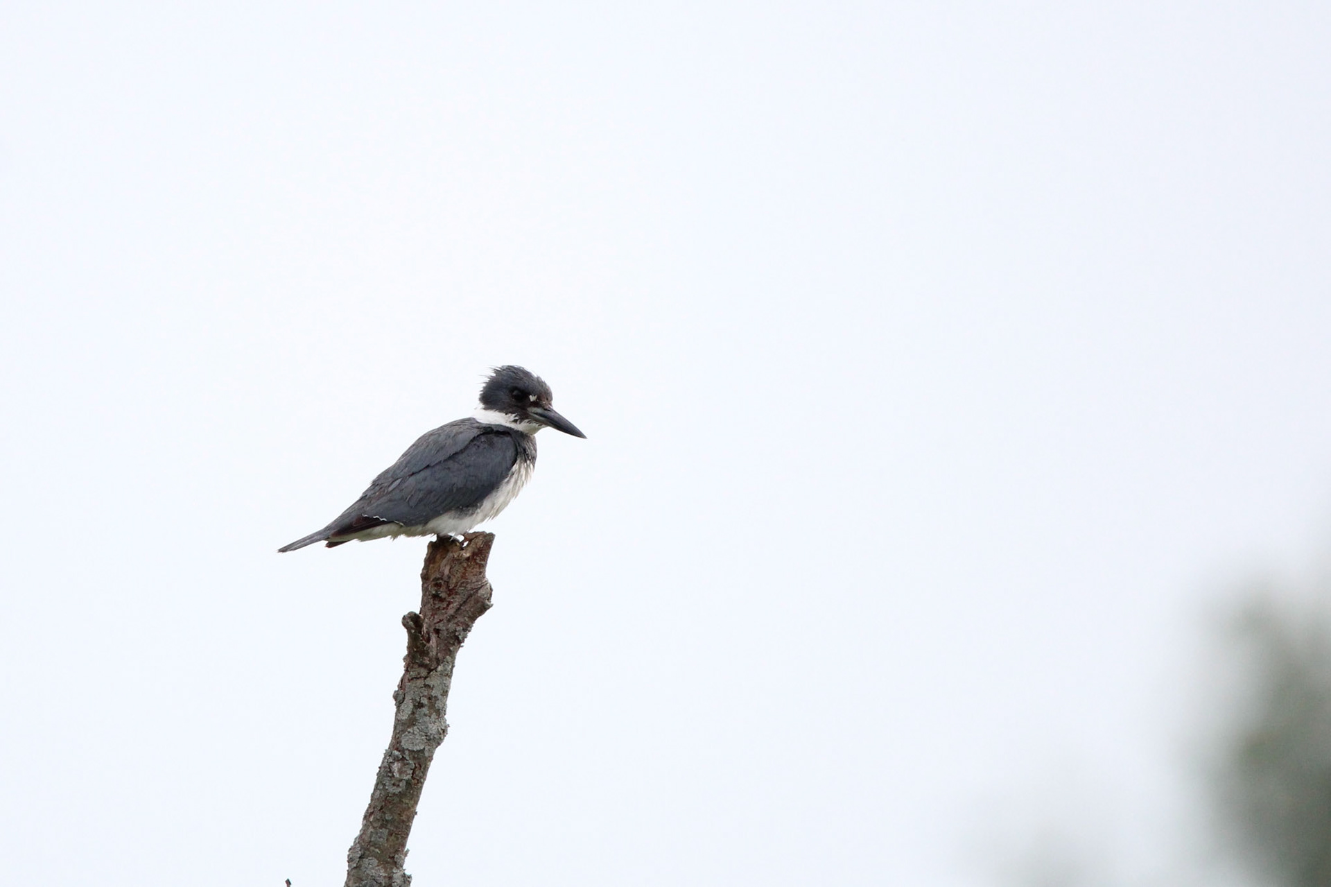 Belted Kingfisher