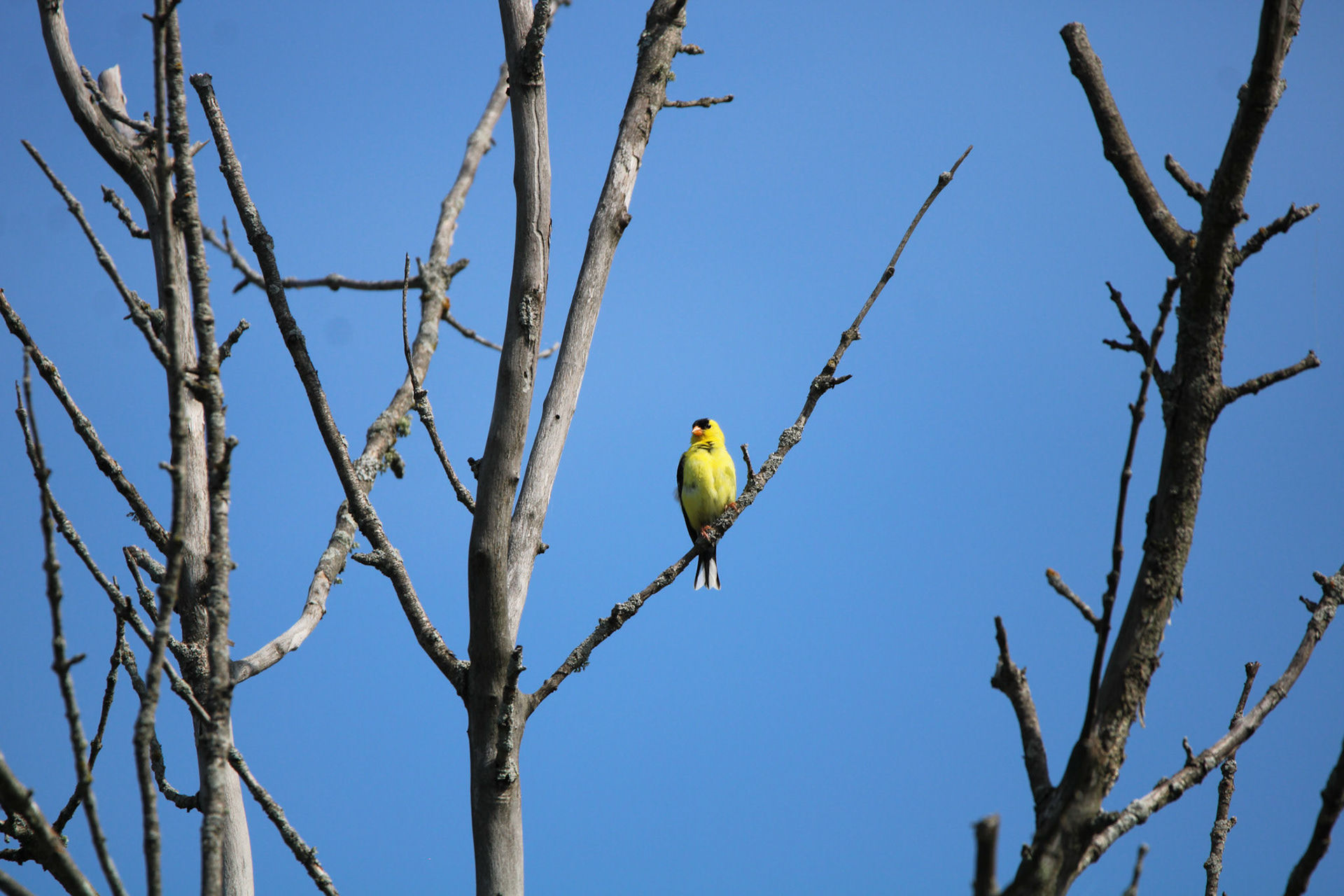 American Goldfinch