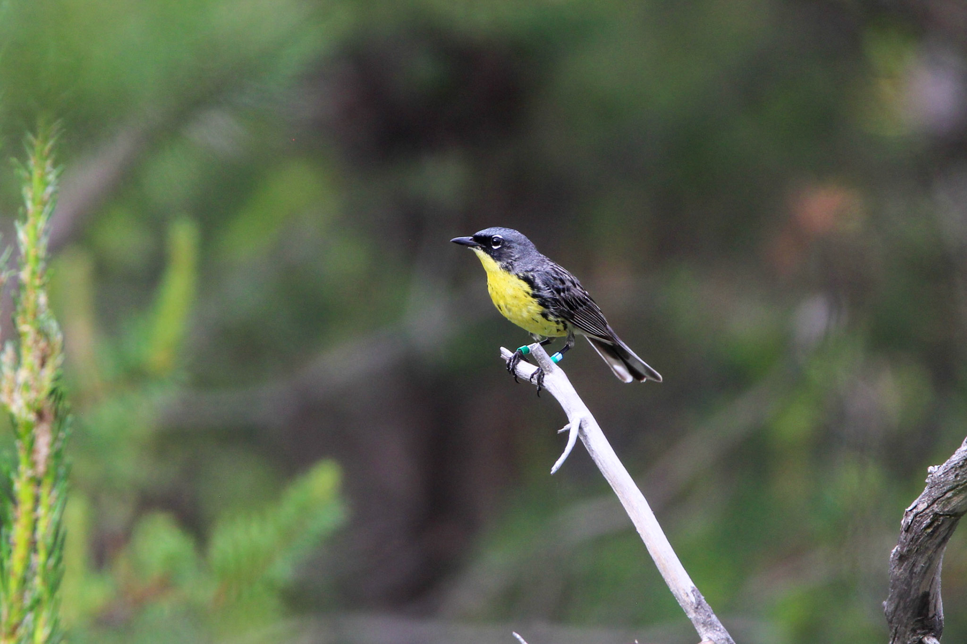 Kirtland's Warbler - Huron National Forest