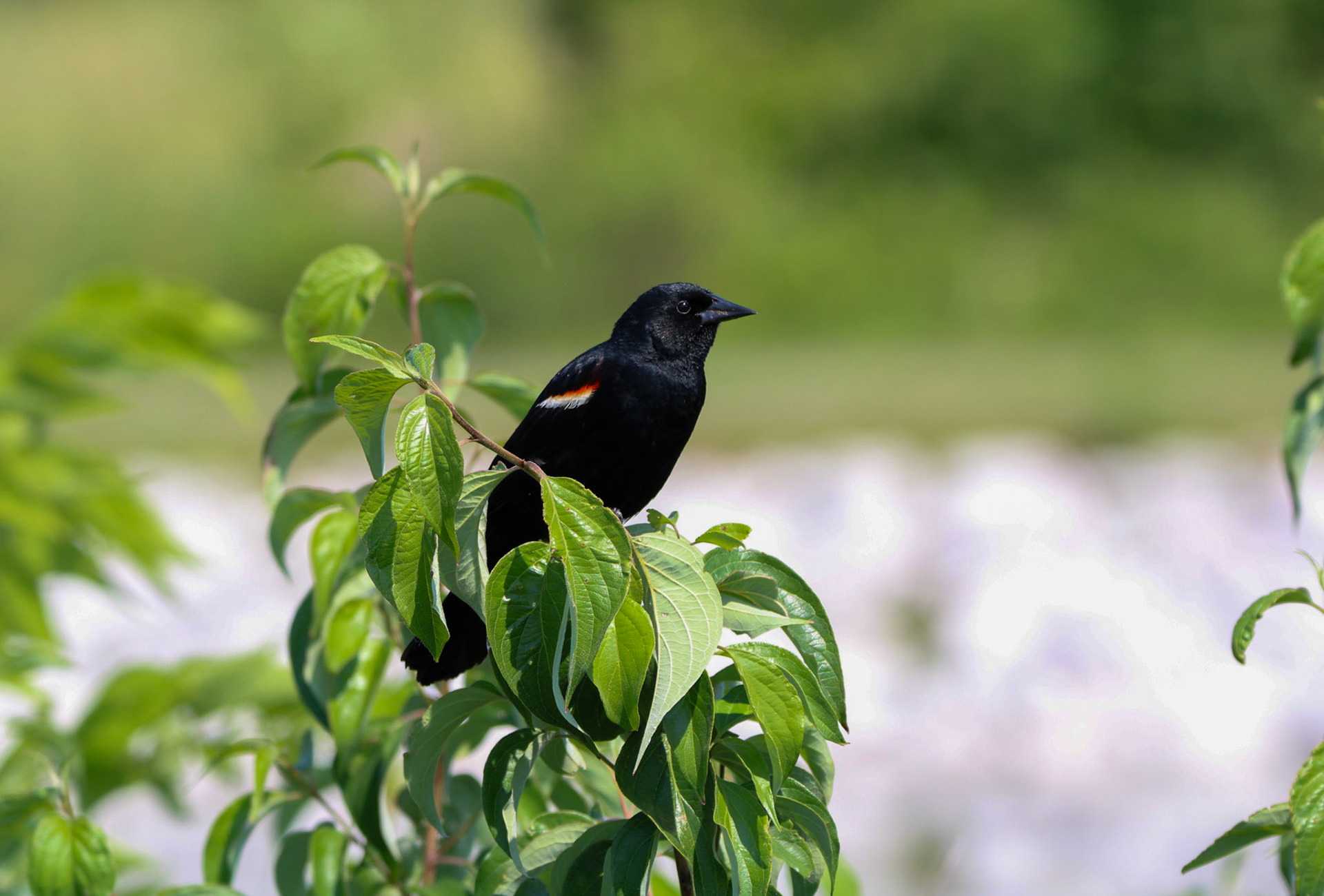 Red-winged Blackbird - Sterling State Park
