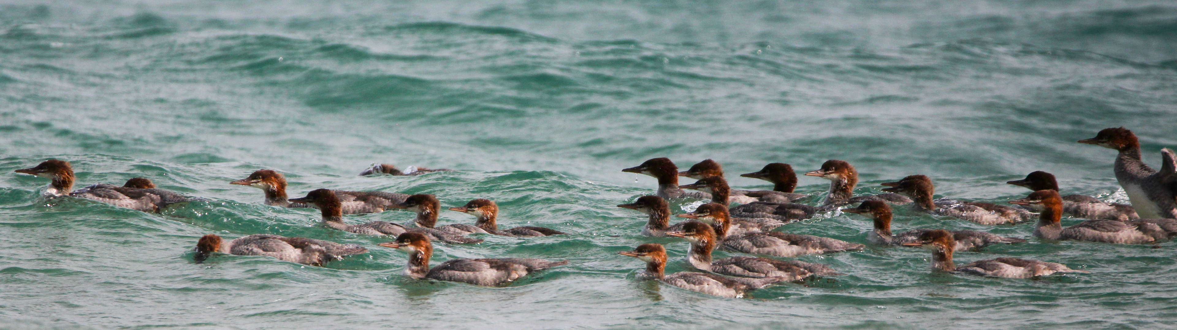 Common Merganser