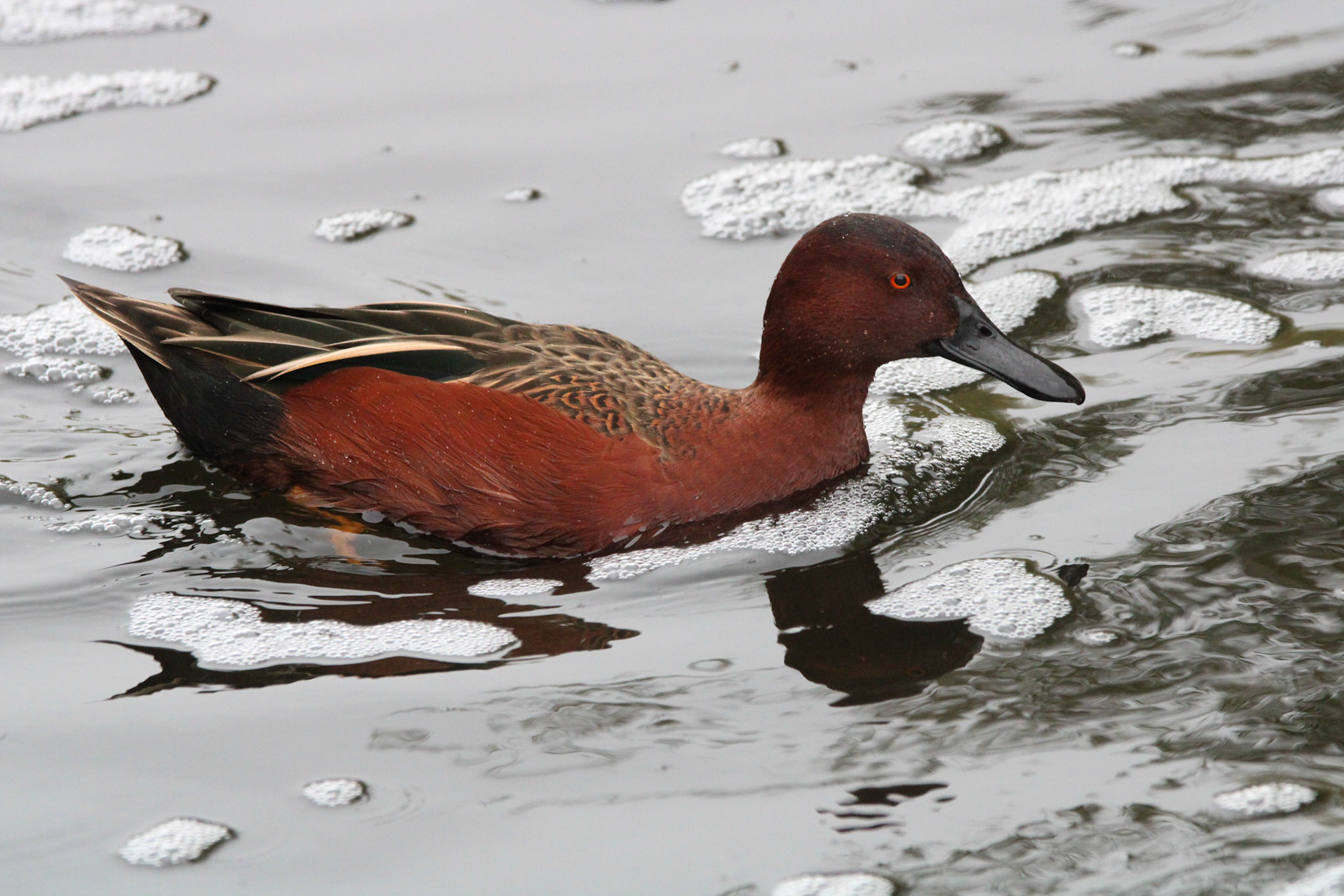 Cinnamon Teal